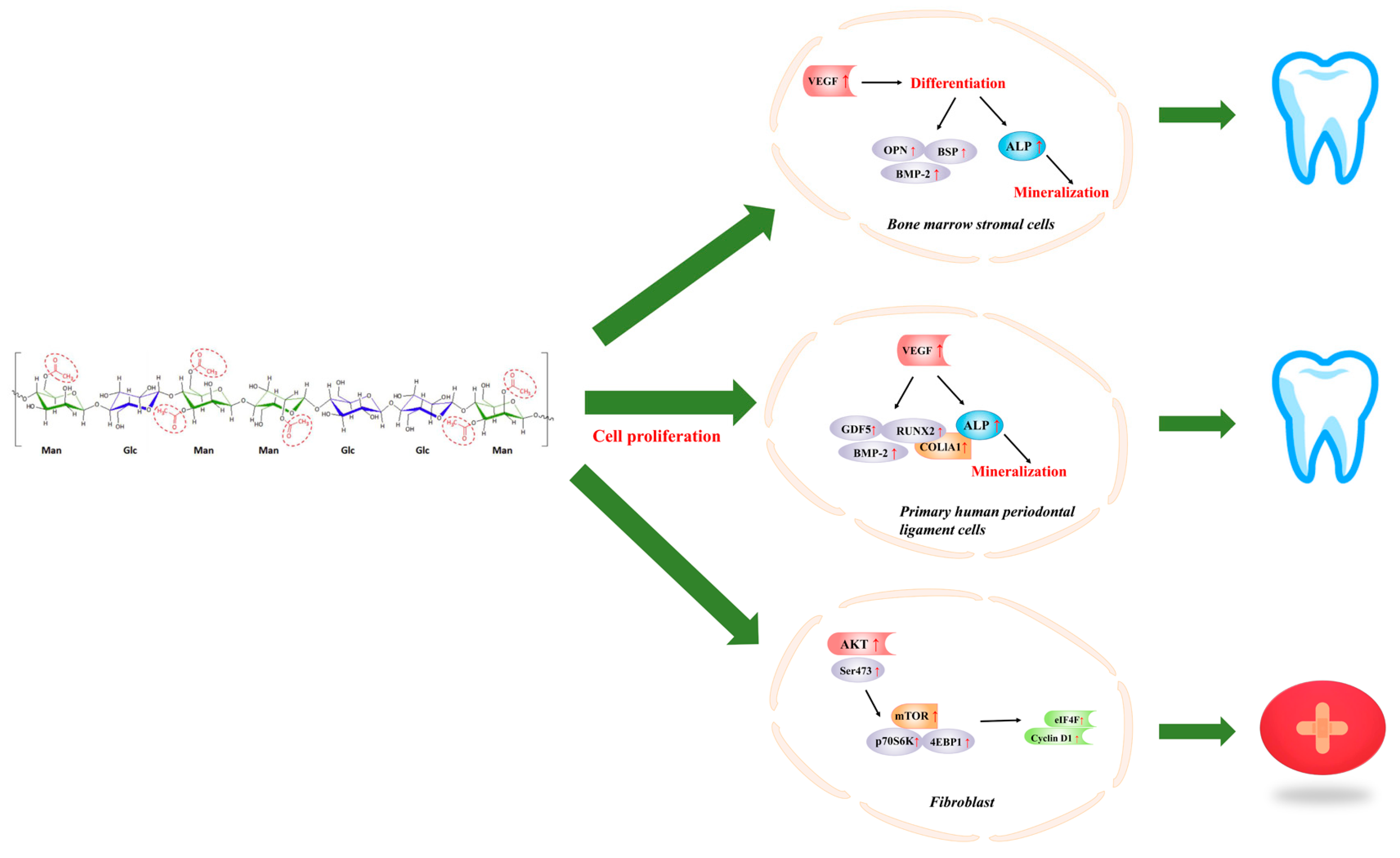 Molecules 24 01554 g003