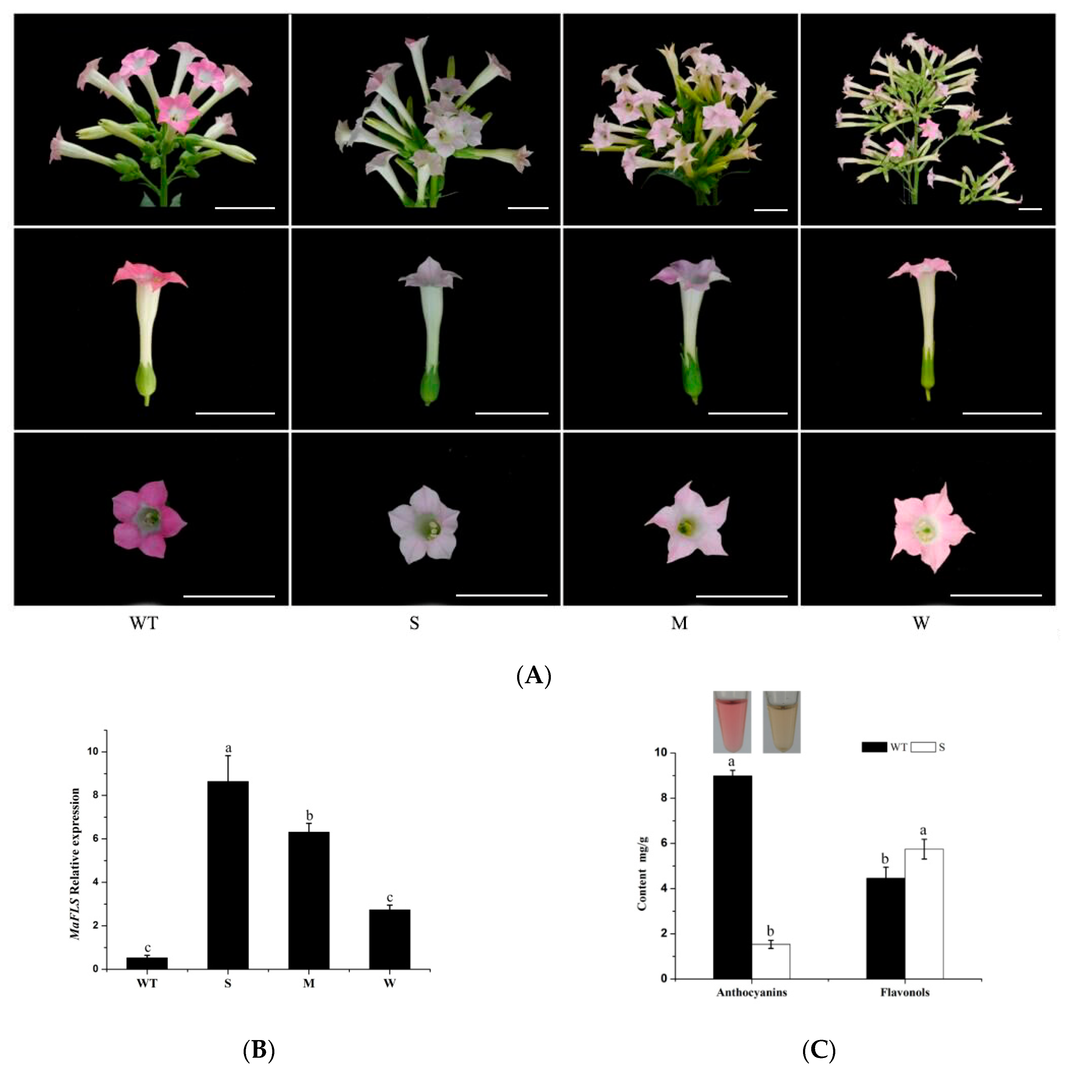 Molecules 24 01579 g005