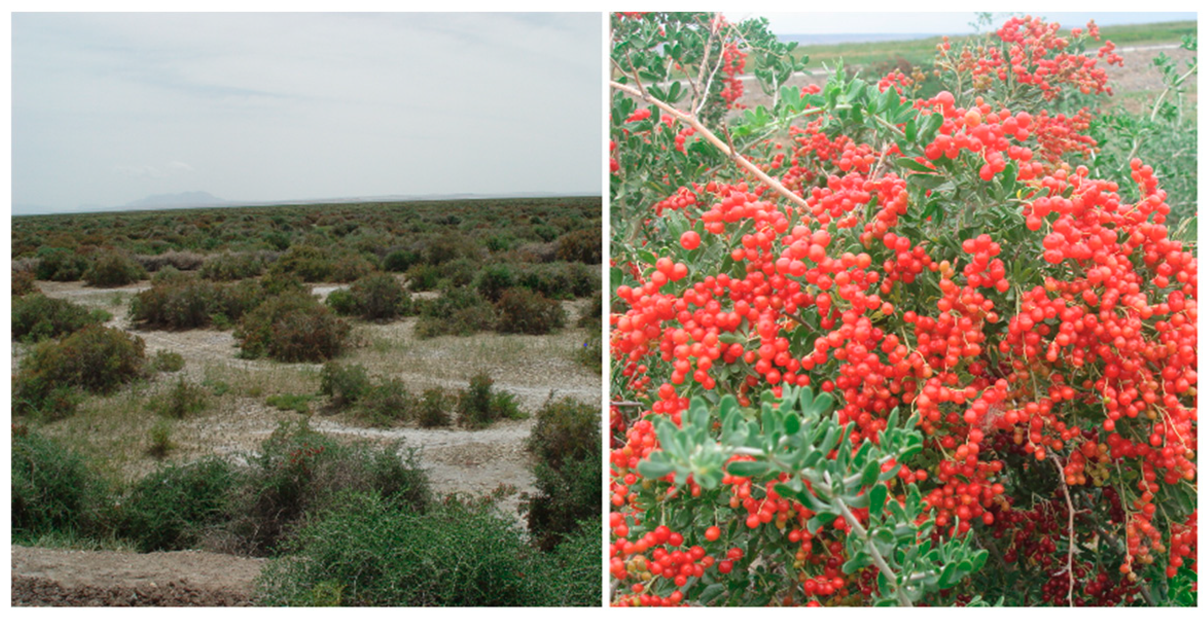 Molecules 24 01665 g001