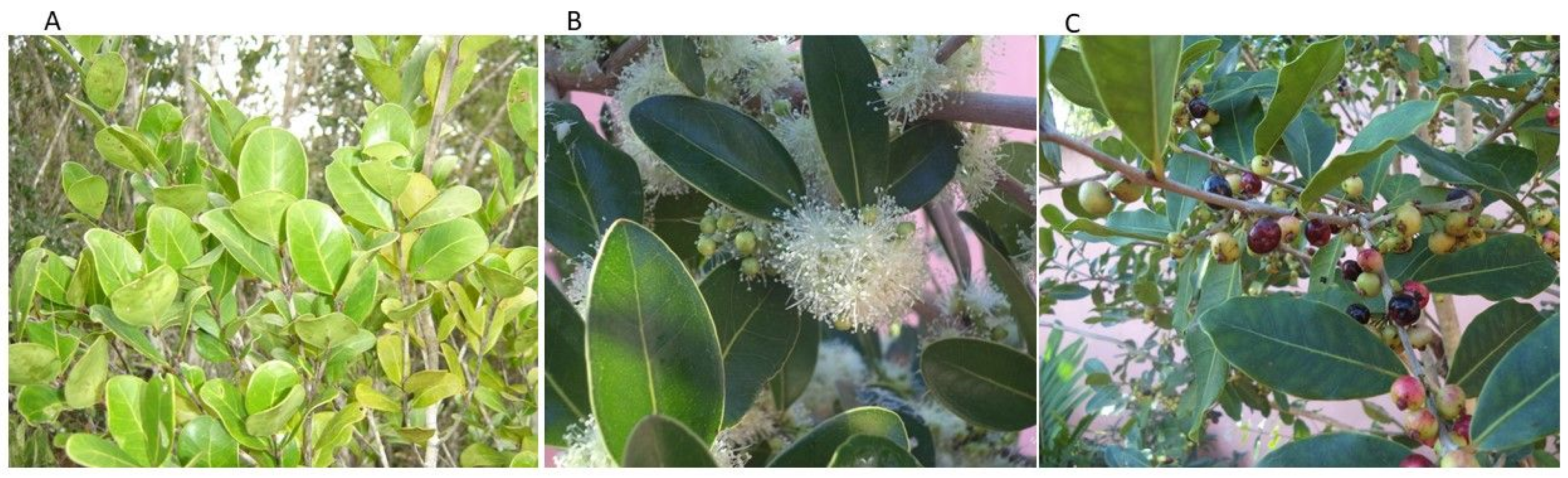 Molecules 24 01724 g001