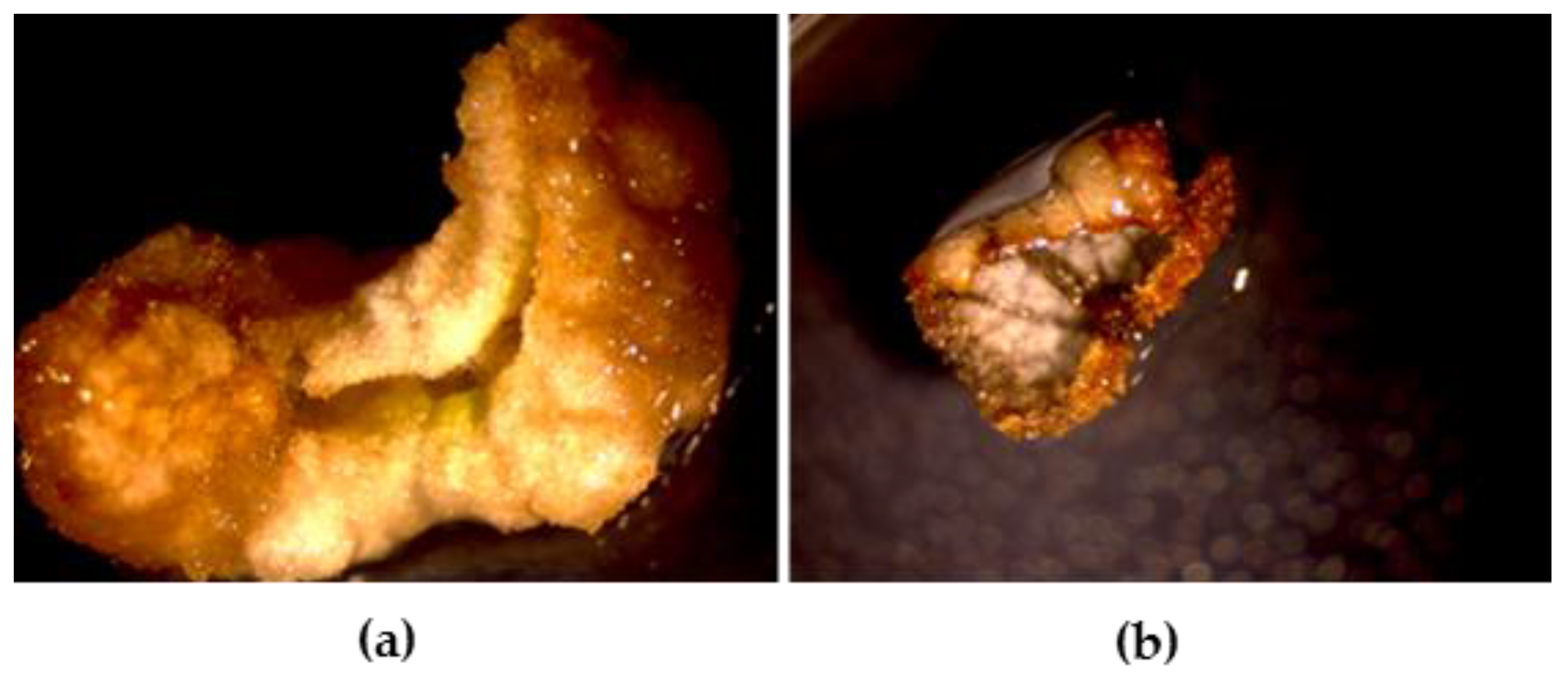 Molecules 24 01738 g001