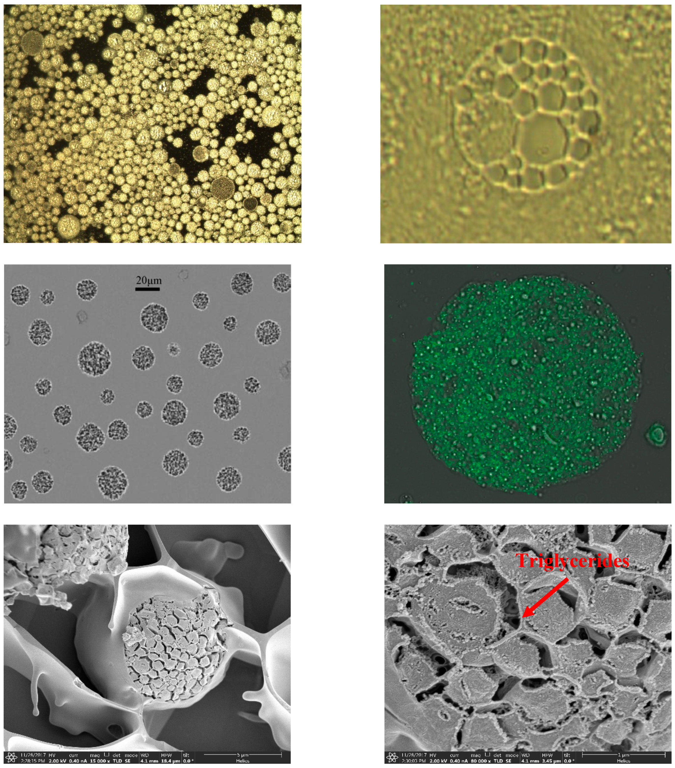 Molecules 24 01746 g003