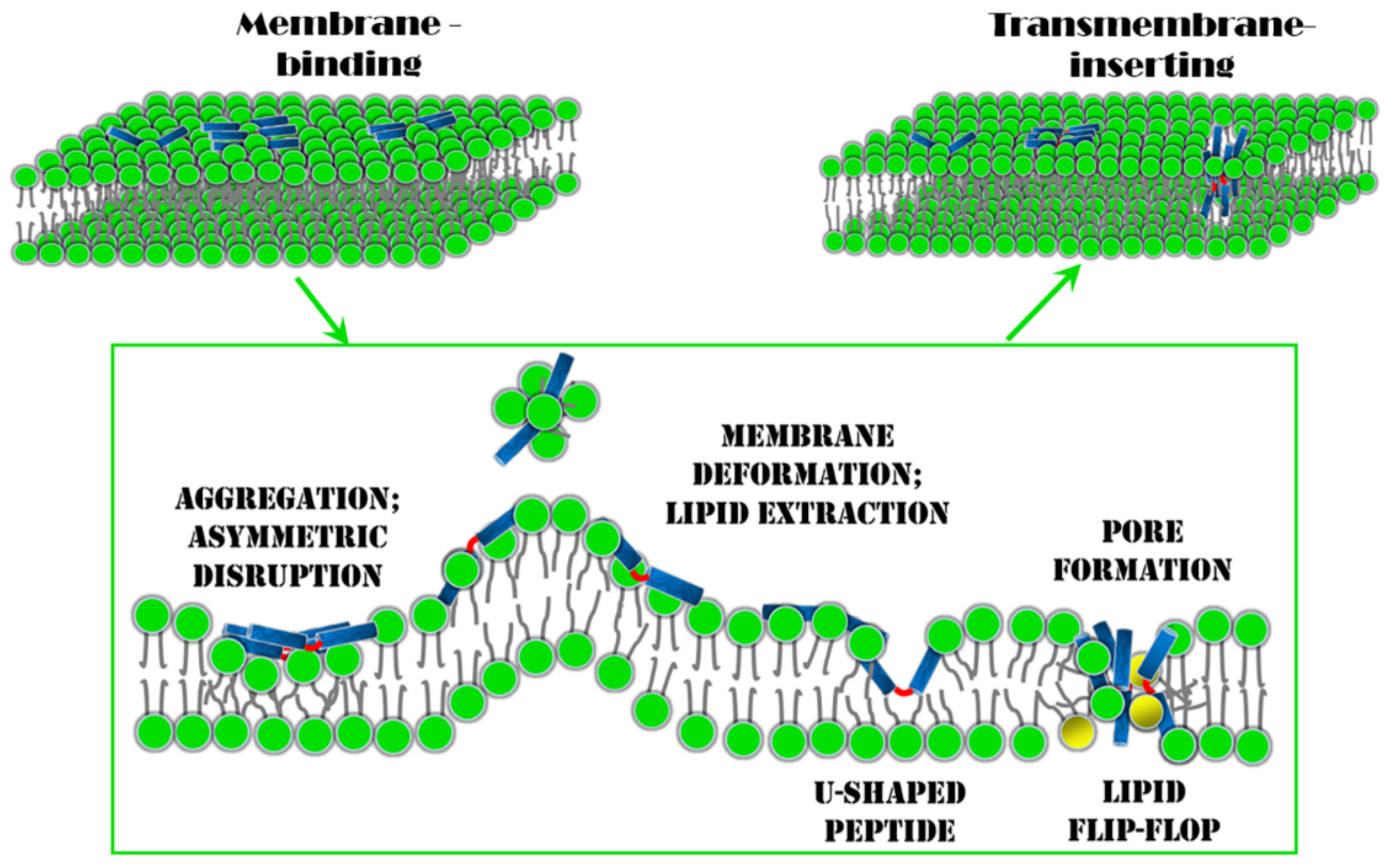 Molecules 24 01775 g007