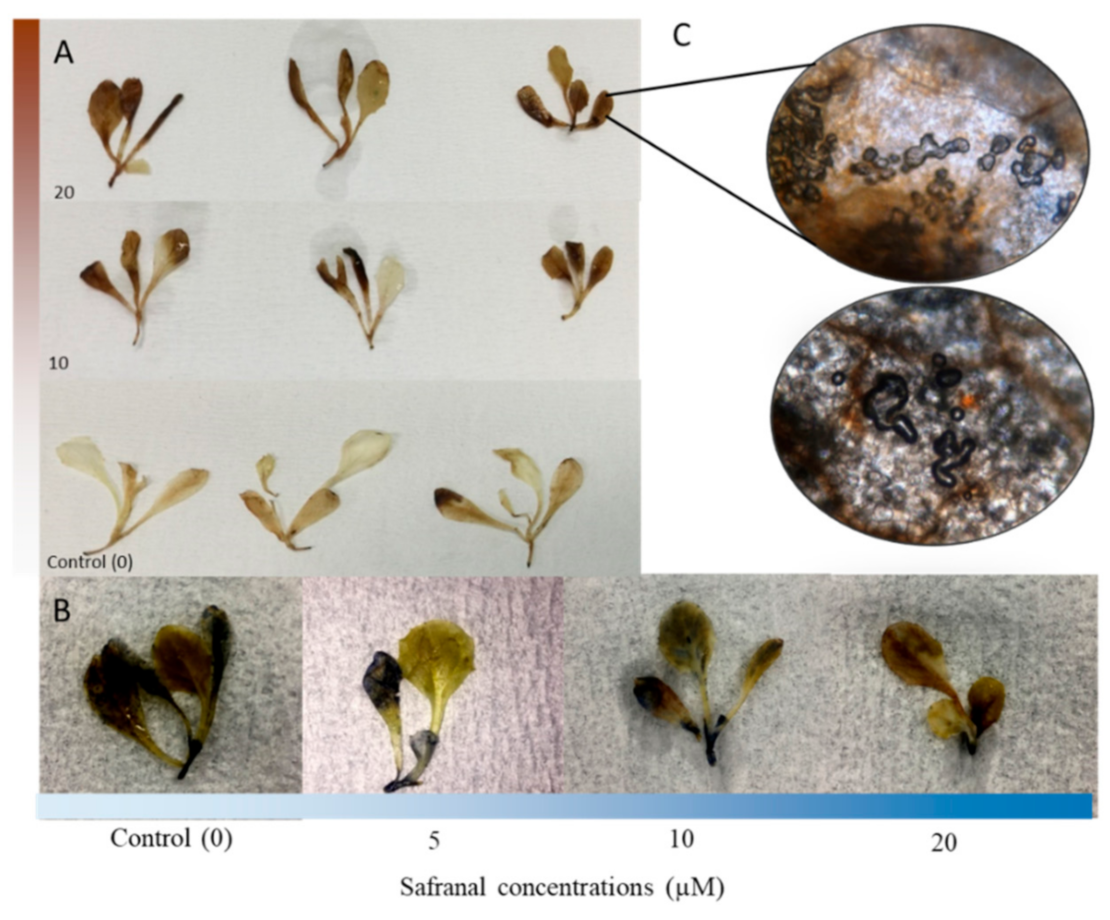 Molecules 24 01788 g001