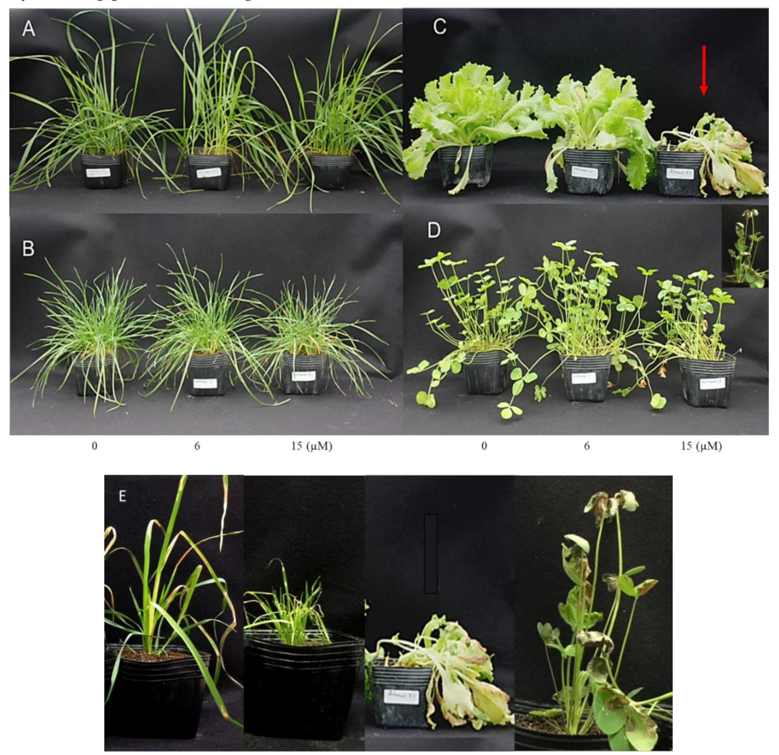 Molecules 24 01788 g005