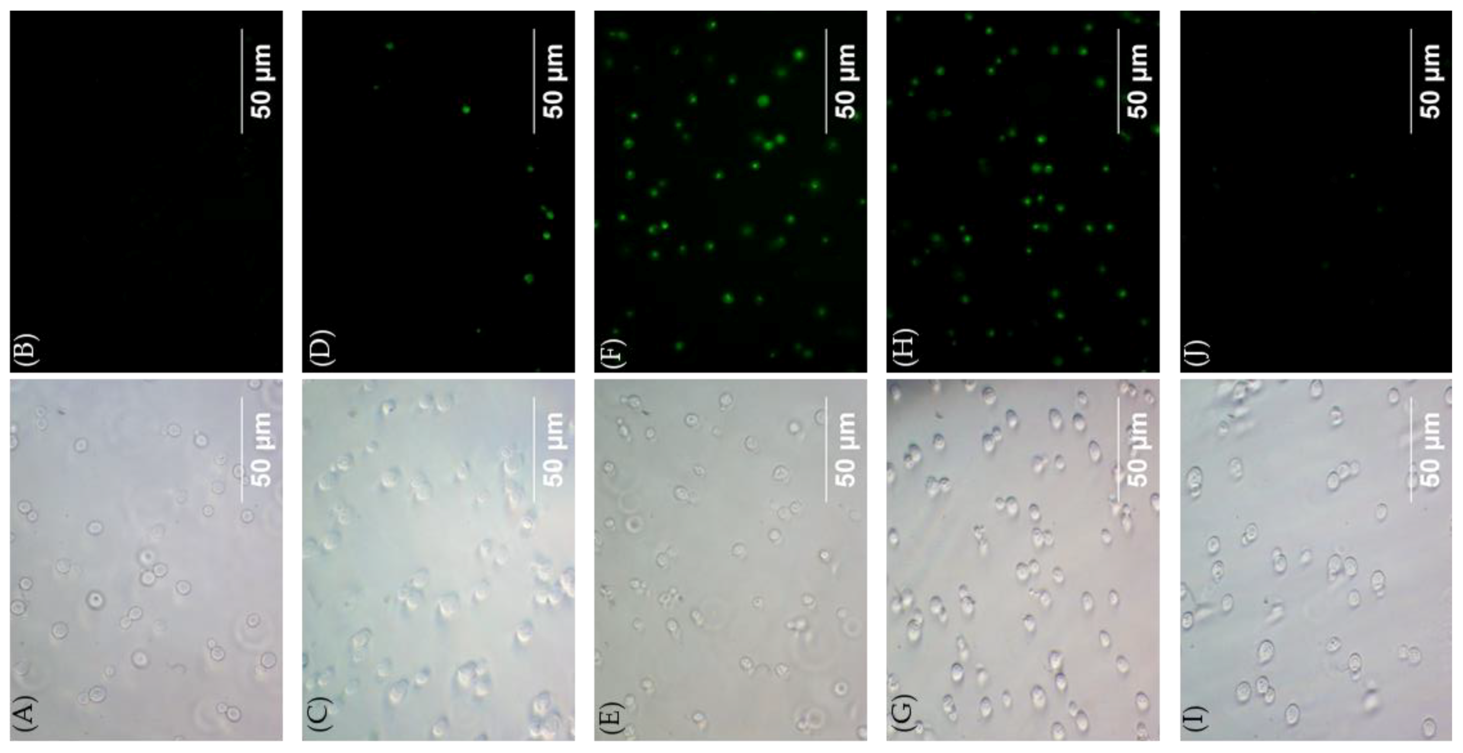Molecules 24 01882 g005