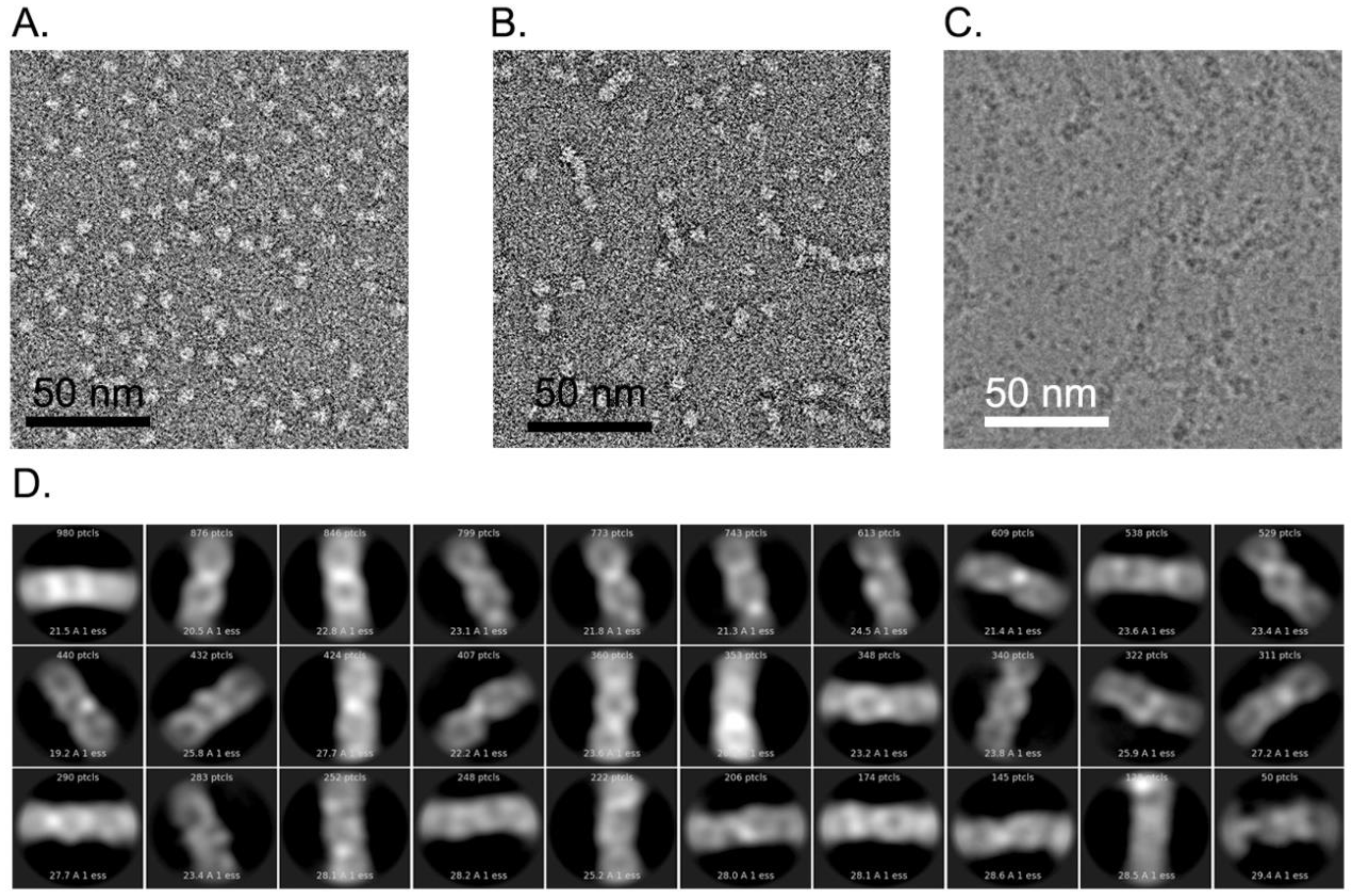 Molecules 24 01988 g010