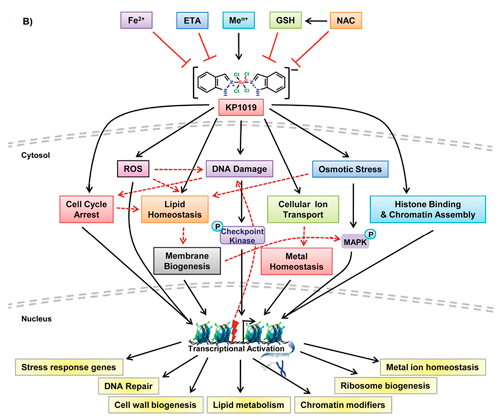 Molecules 24 01995 g004