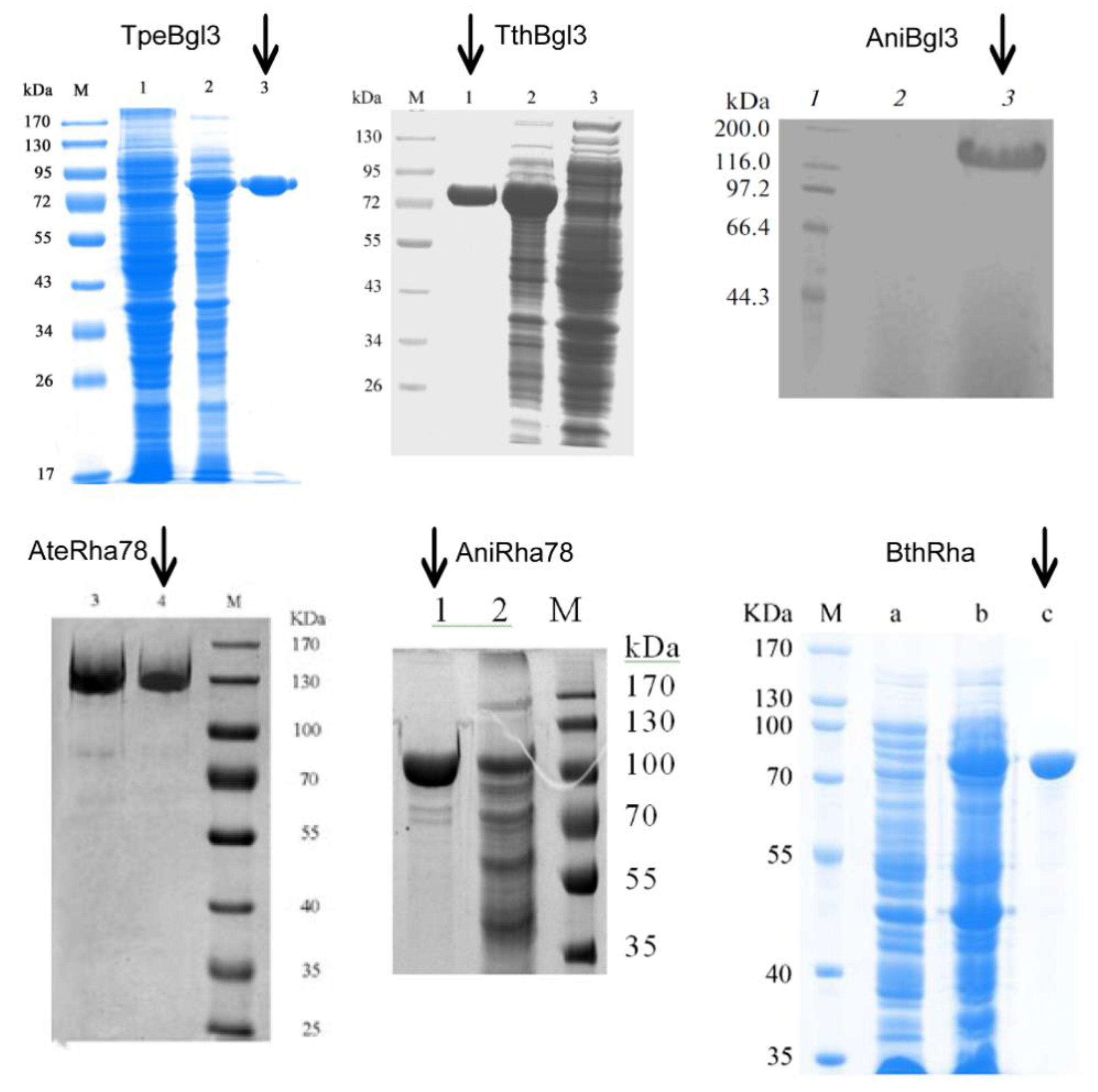 Molecules 24 02009 g006