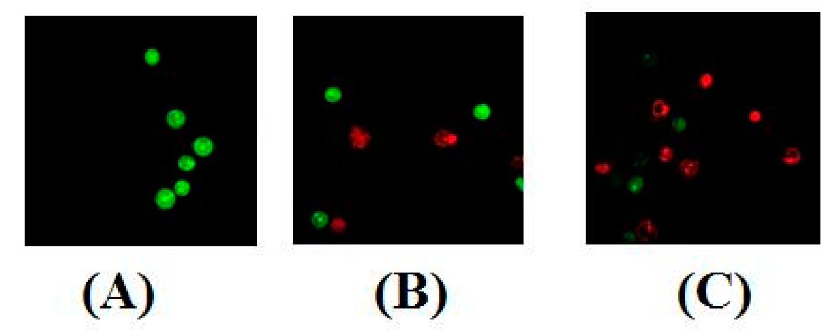 Molecules 24 02065 g005