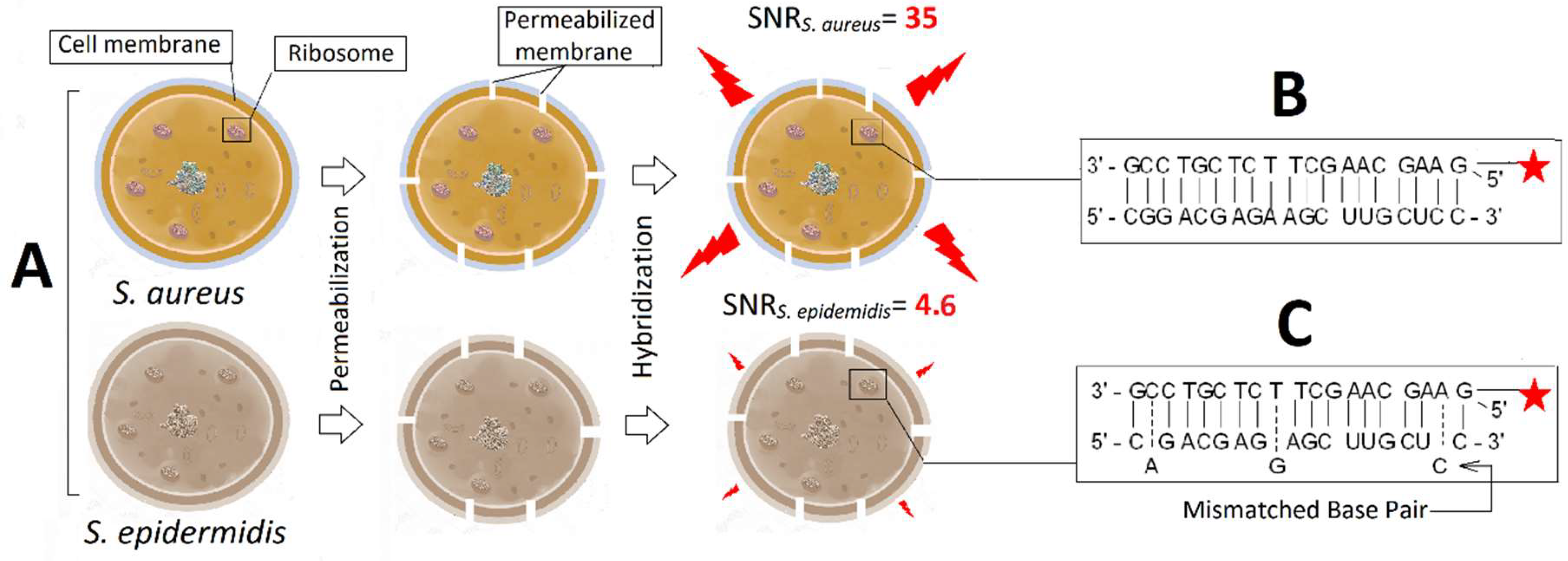 Molecules 24 02083 g004