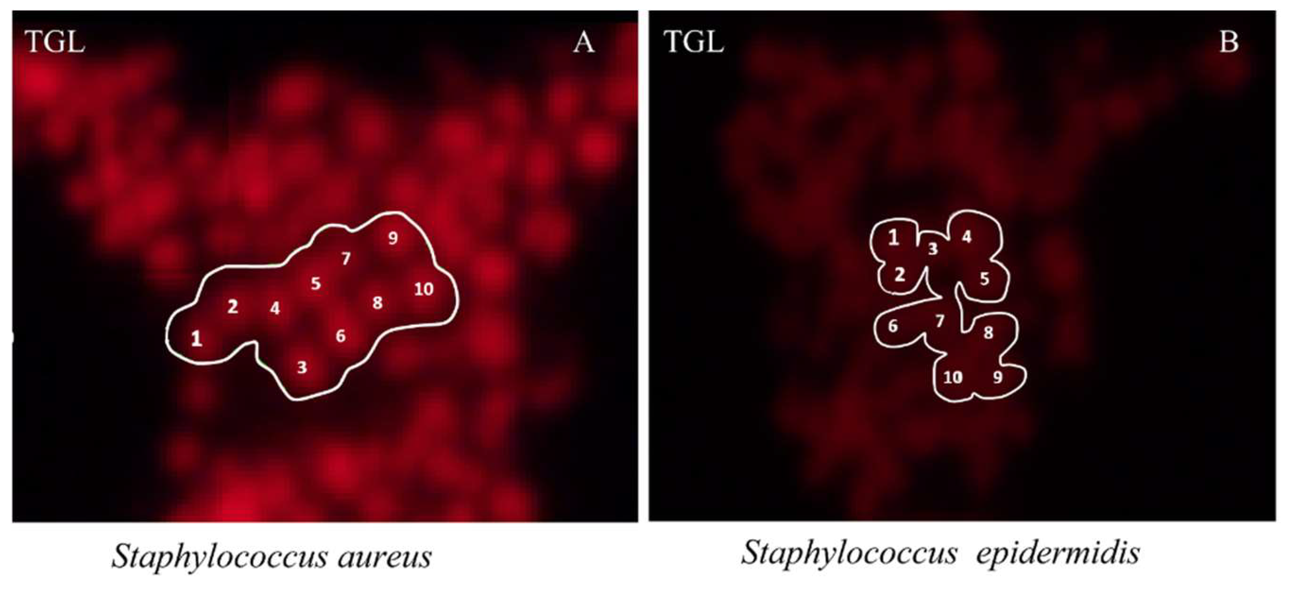 Molecules 24 02083 g006