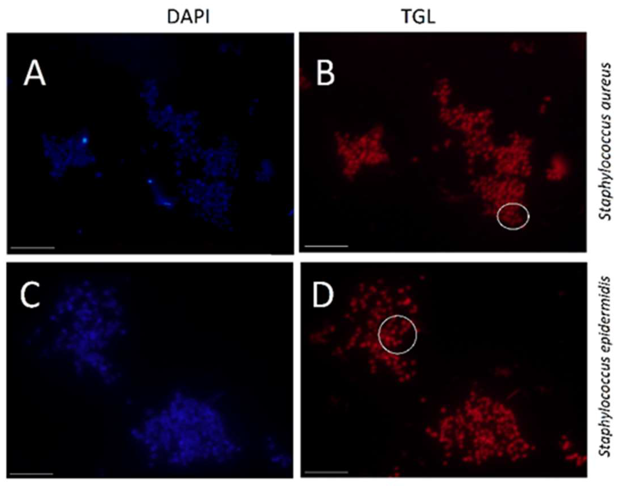 Molecules 24 02083 g007