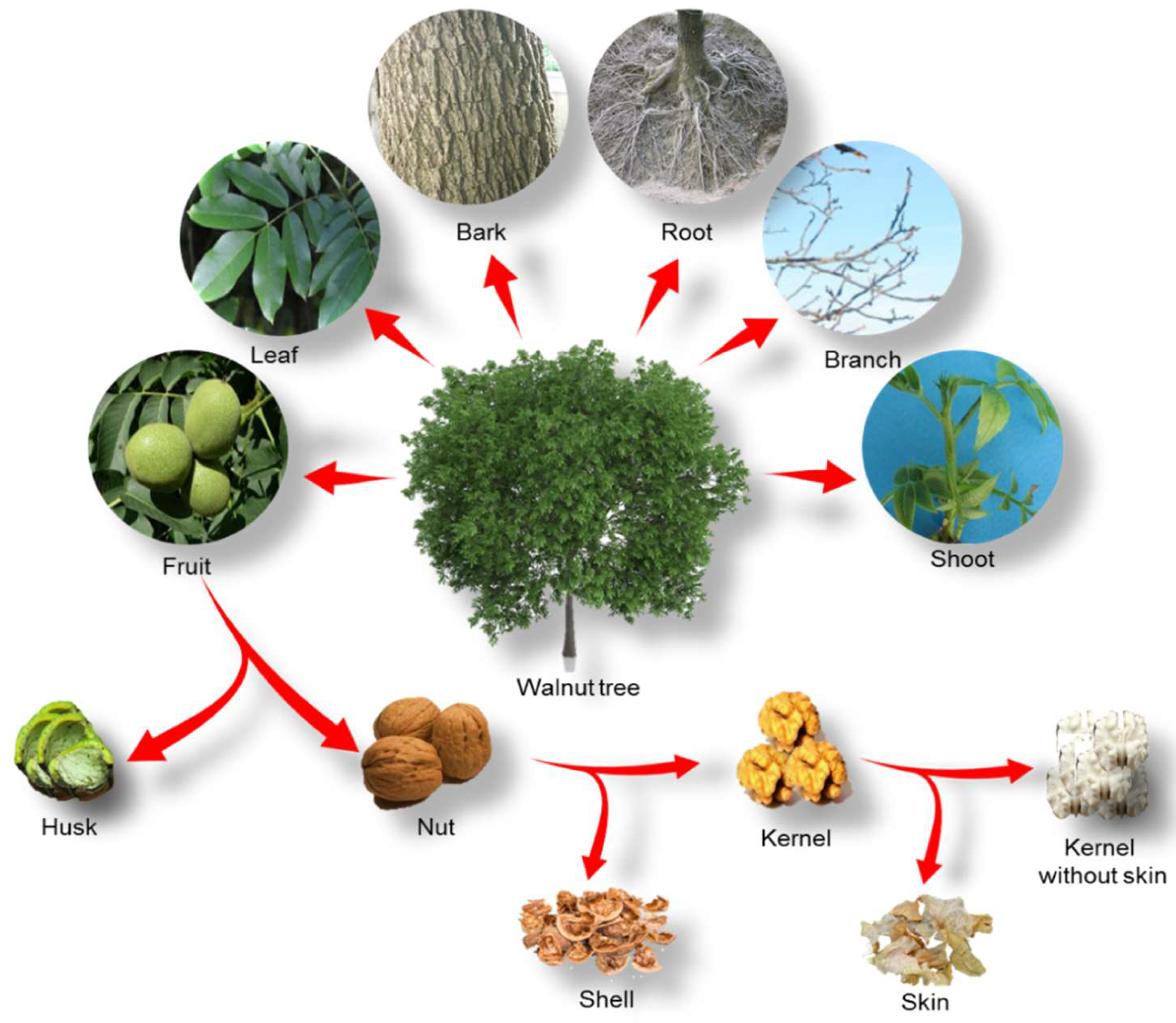 Molecules 24 02133 g002 Molecules 24 02133 g002