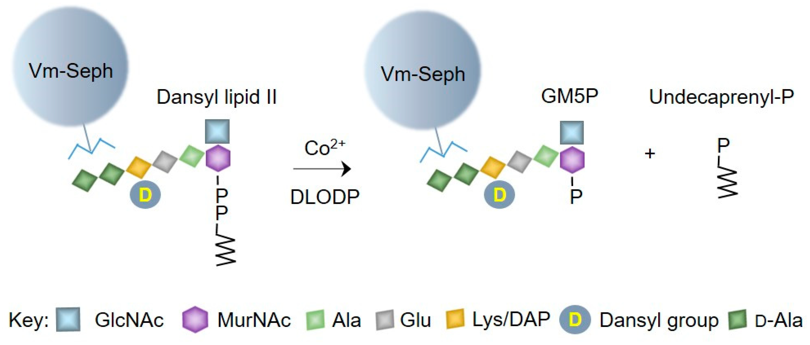 Molecules 24 02135 g002