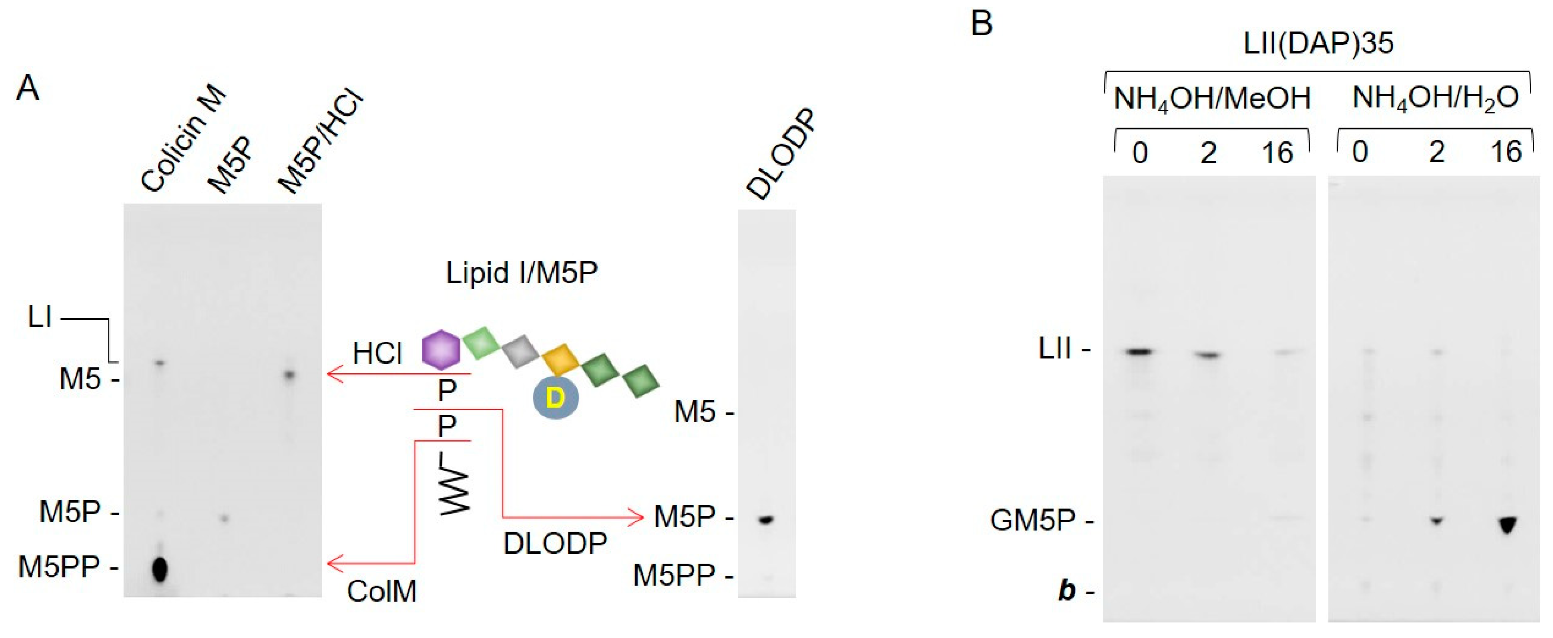 Molecules 24 02135 g007