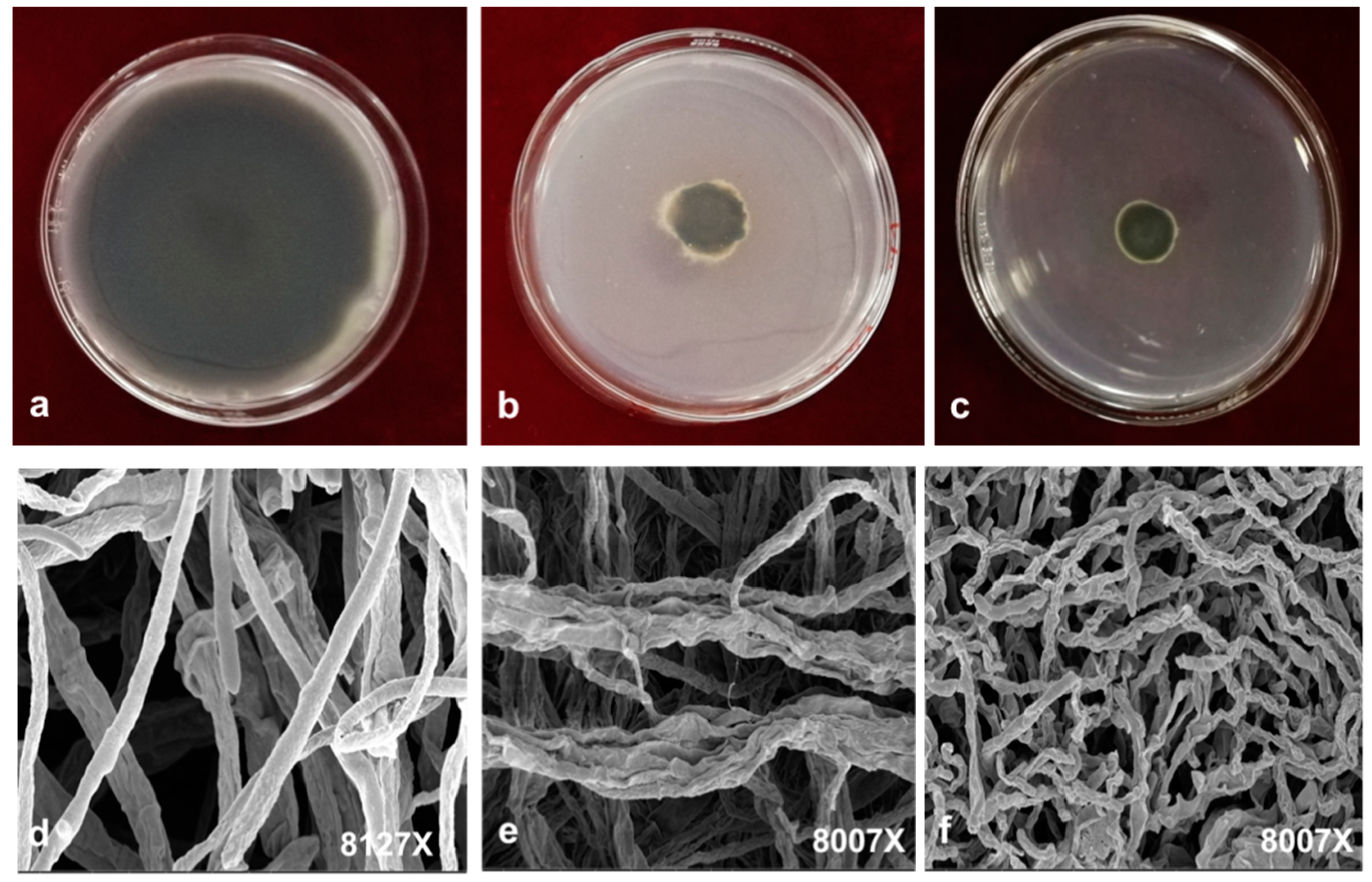 Molecules 24 02140 g004 Molecules 24 02140 g004