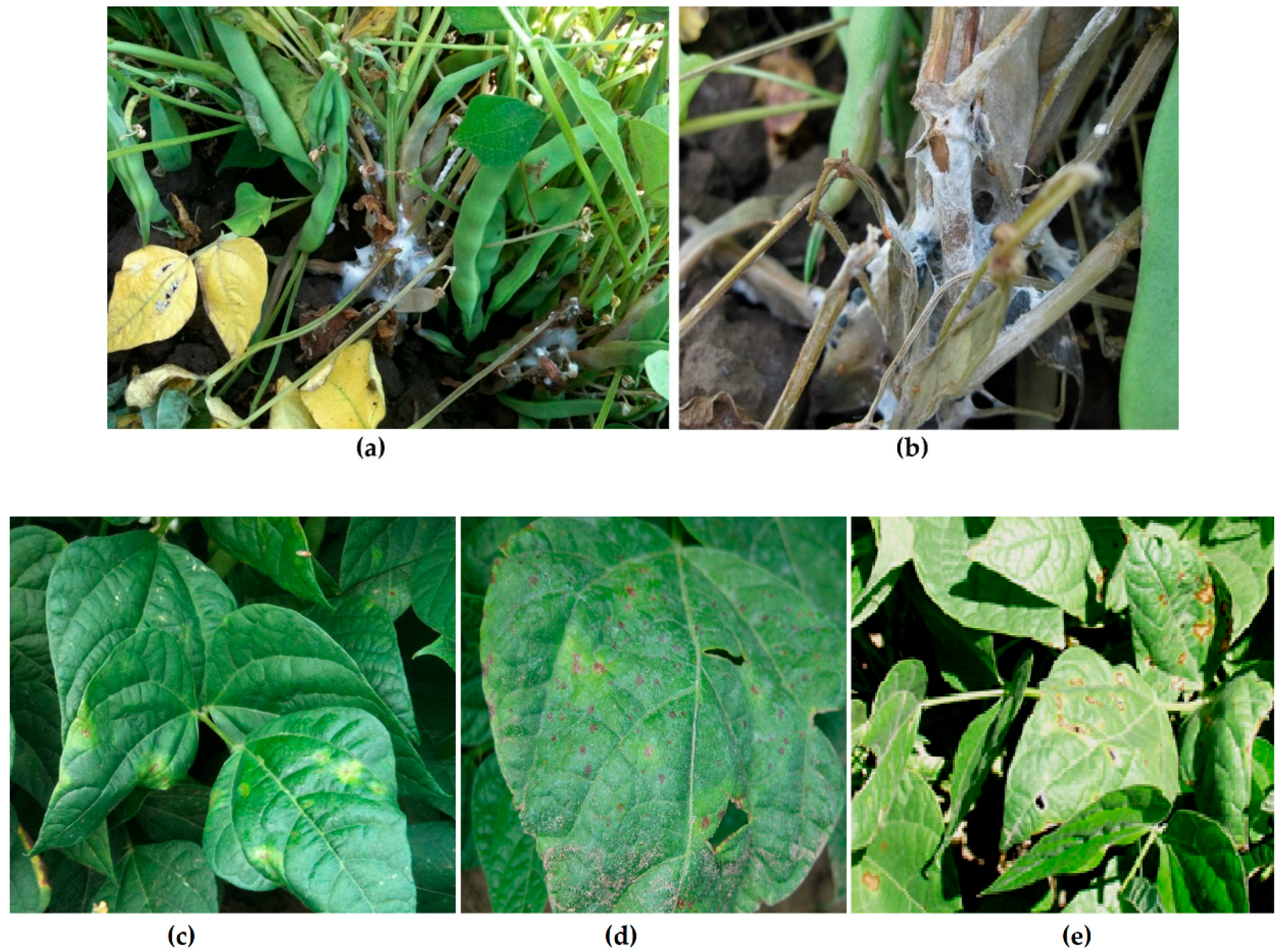 Molecules 24 02312 g001