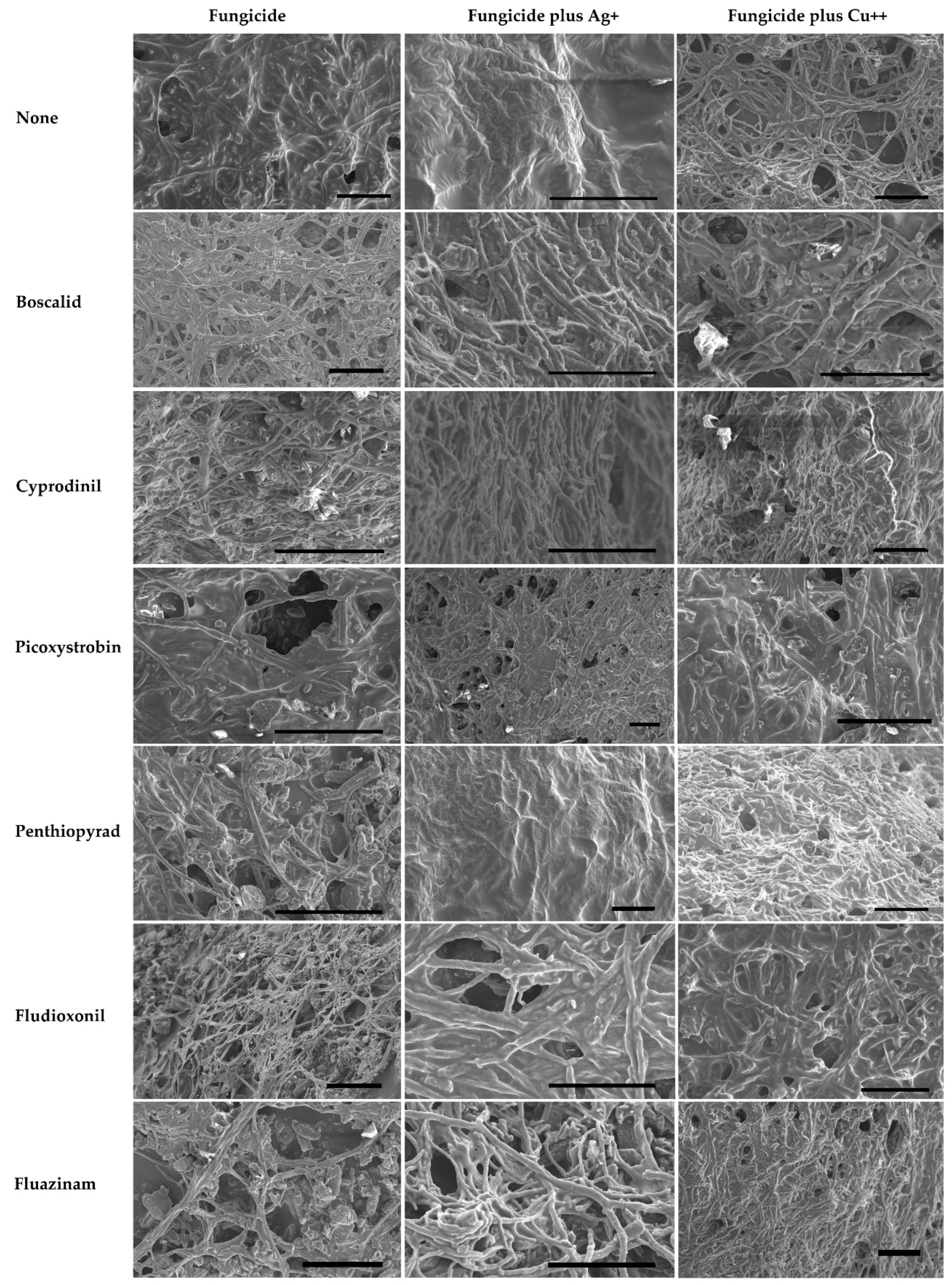 Molecules 24 02312 g002