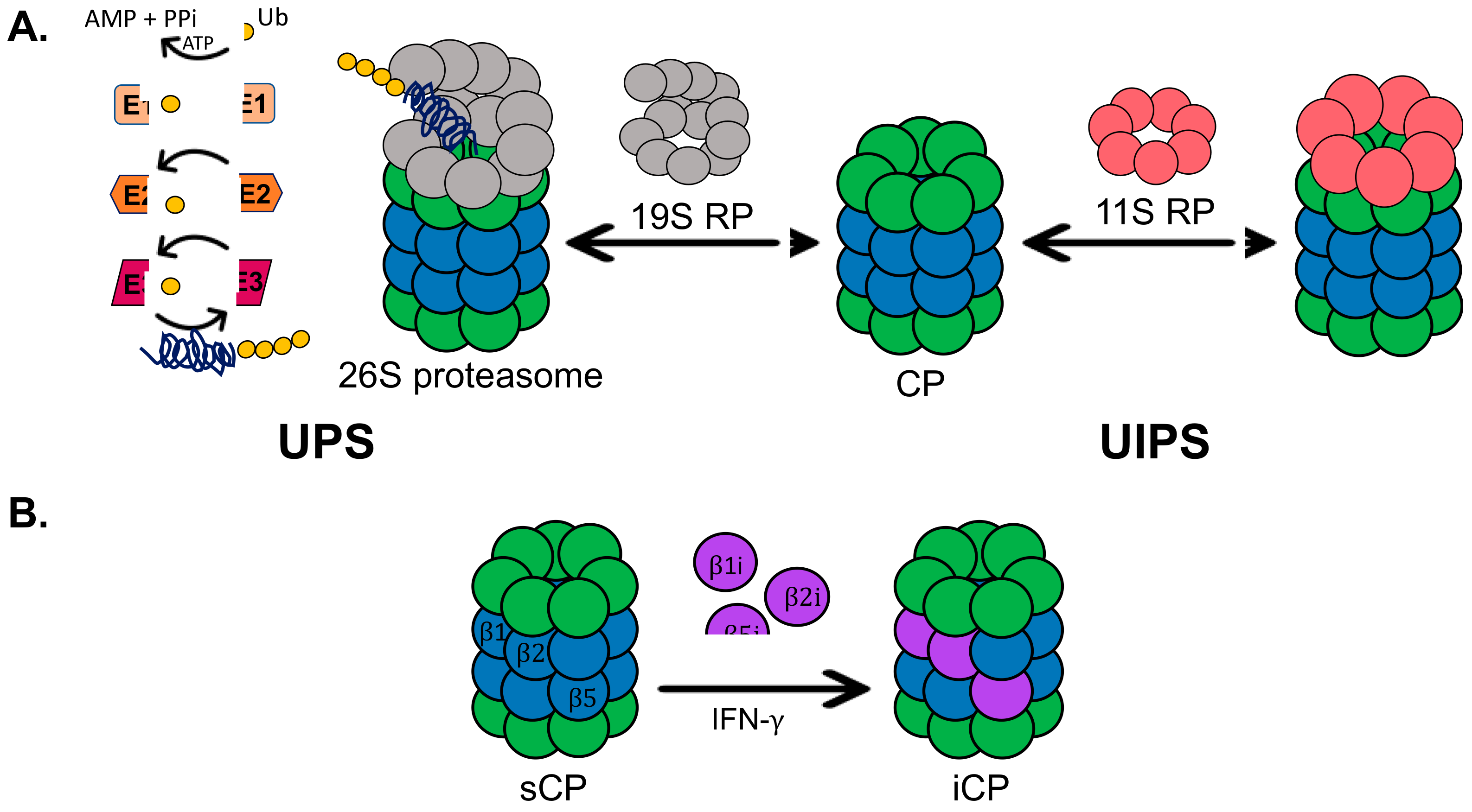 Molecules 24 02341 g001