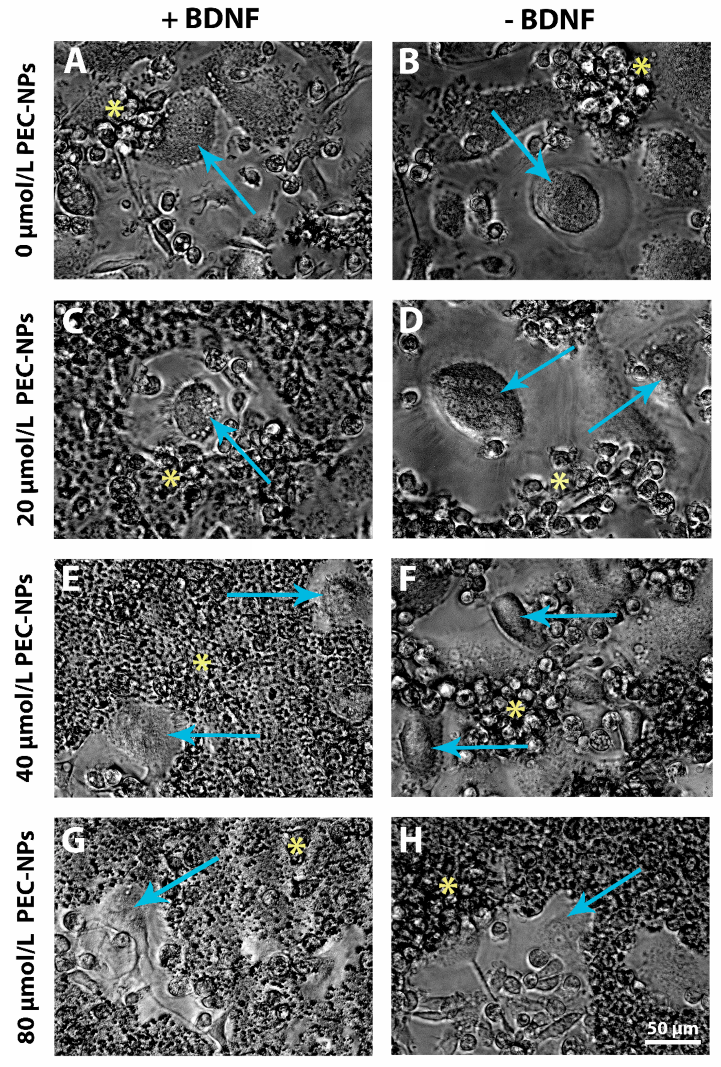 Molecules 24 02346 g001