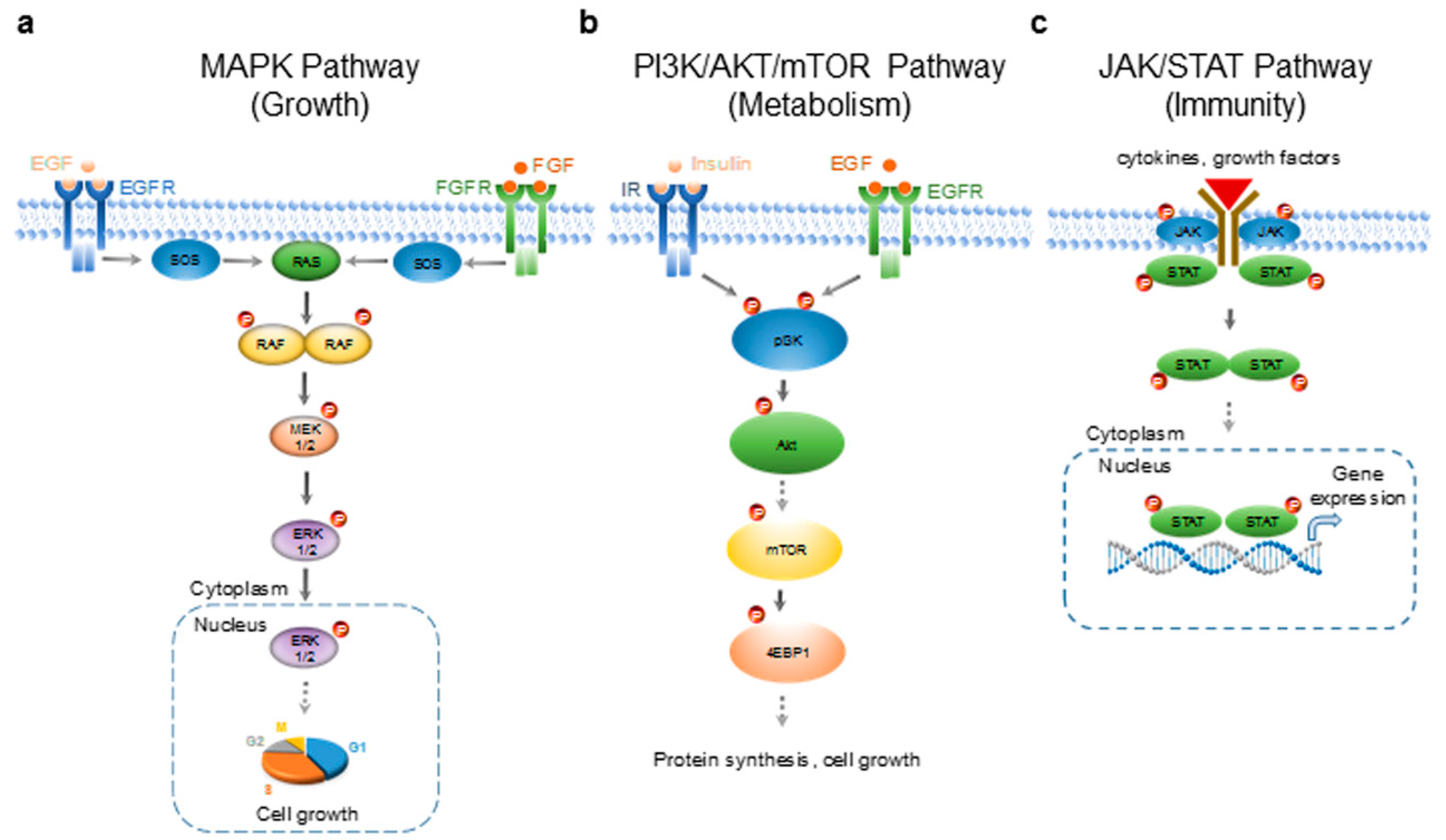 Molecules 24 02383 g001