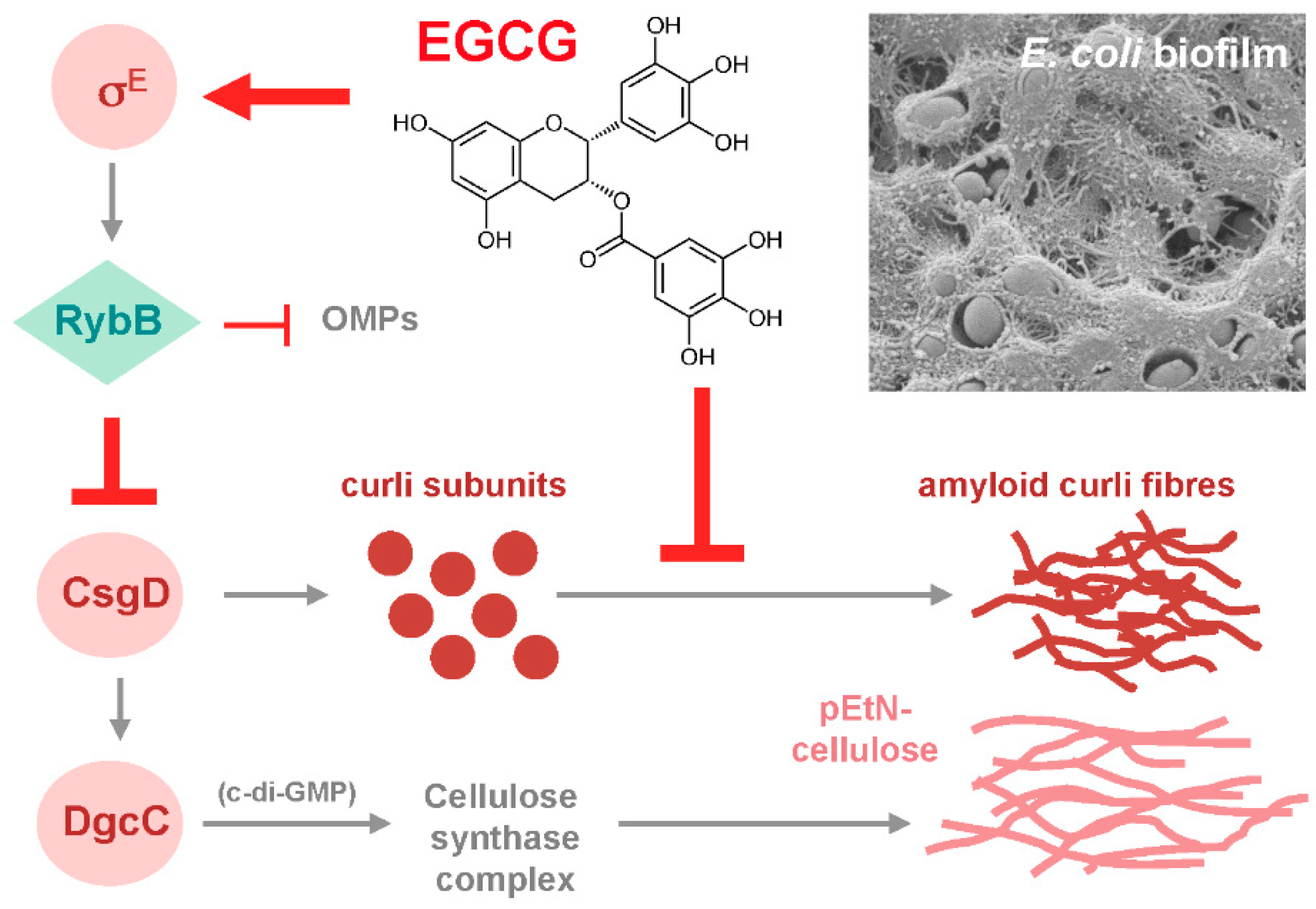 Molecules 24 02403 g002