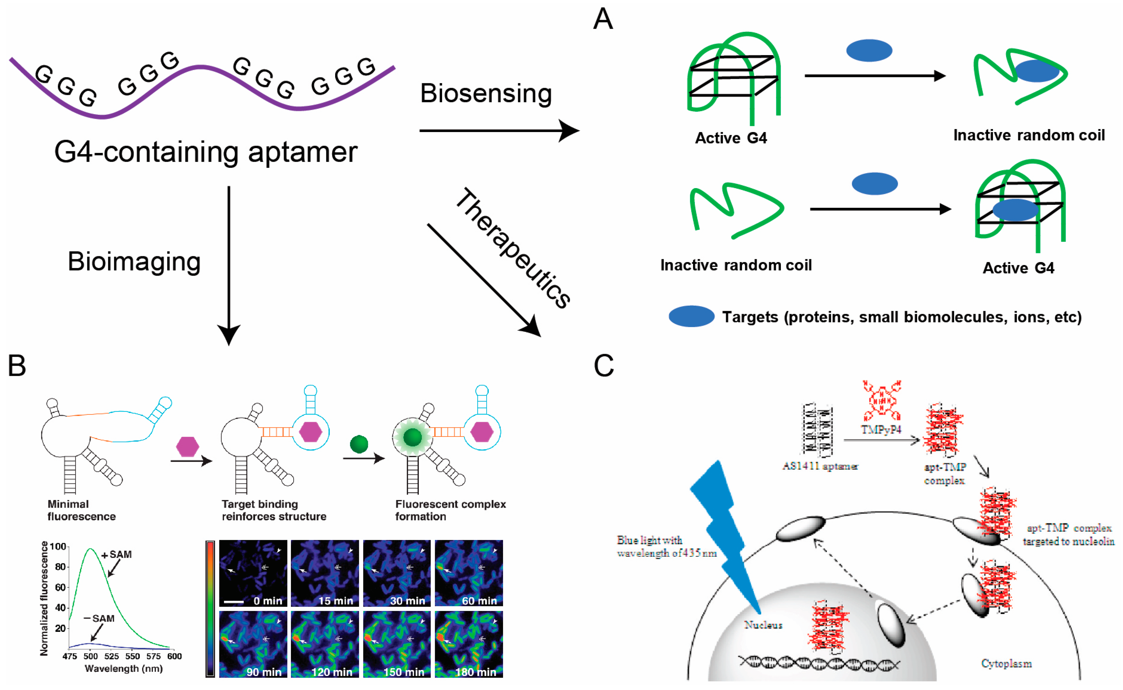 Molecules 24 02416 g003