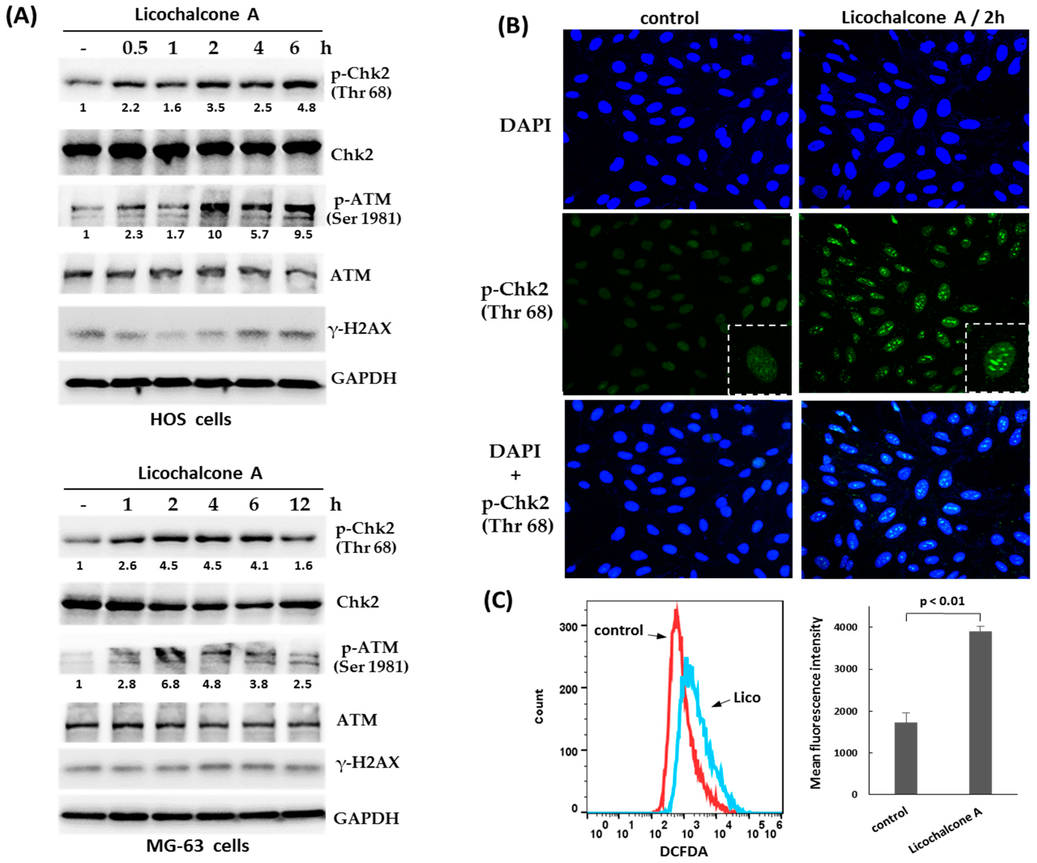 Molecules 24 02435 g004