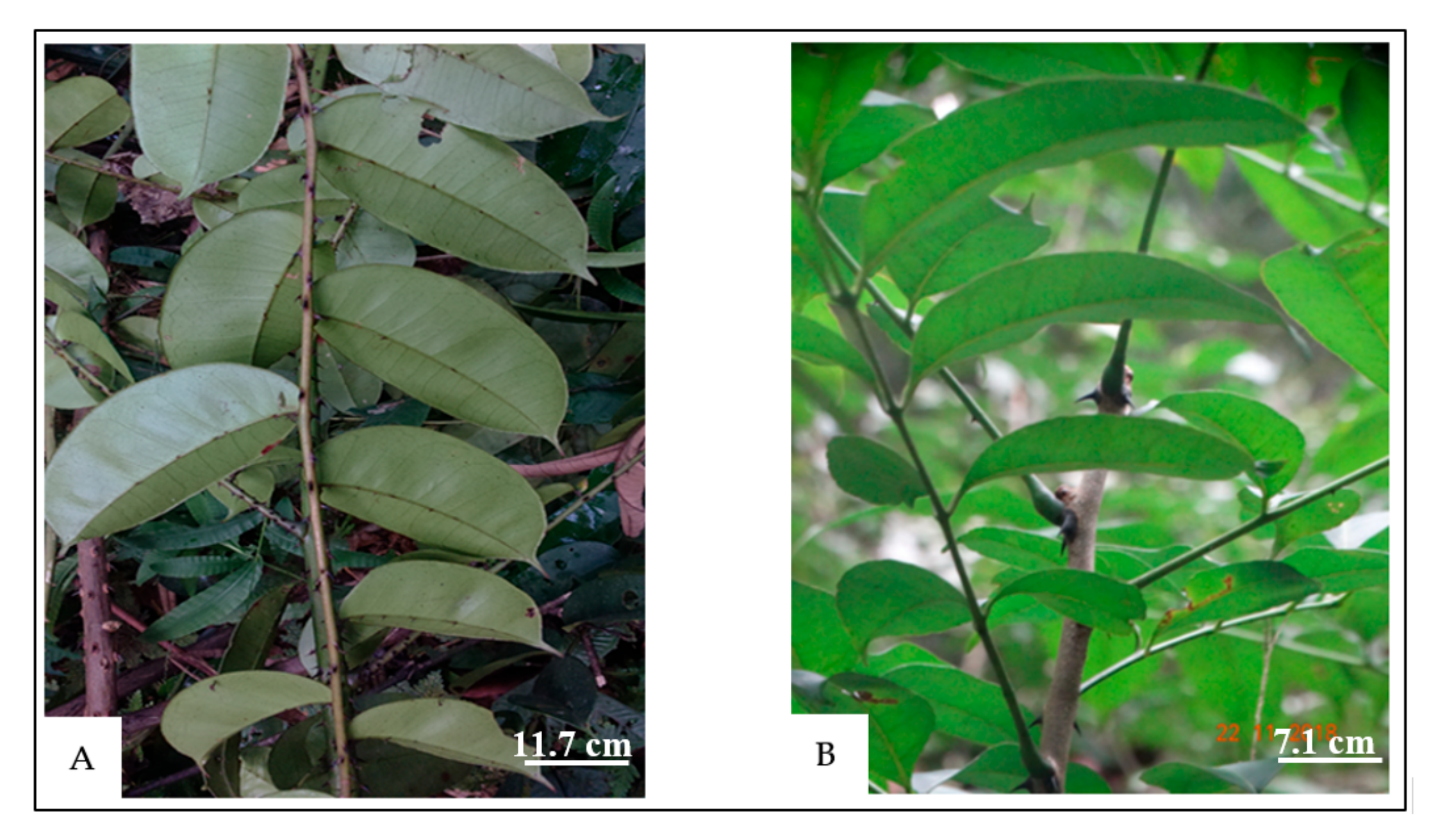 Molecules 24 02445 g001
