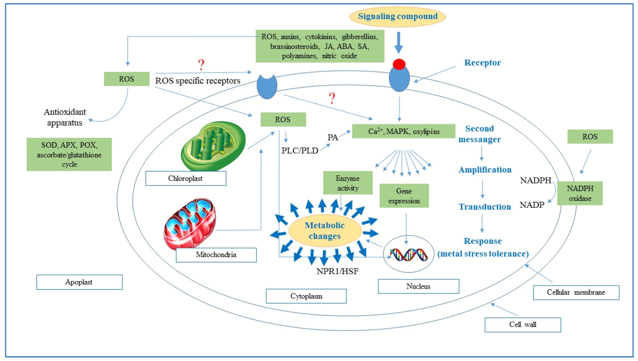 Molecules 24 02452 g001