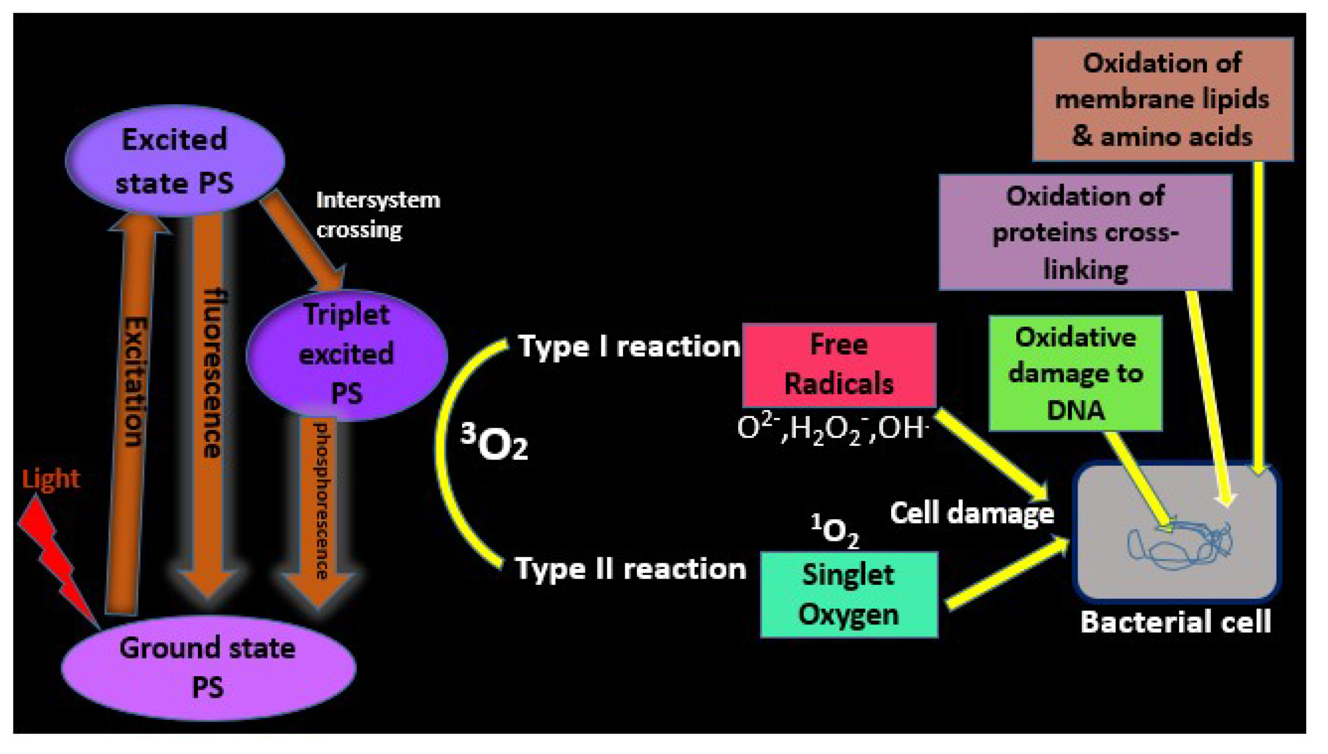 Molecules 24 02456 g001