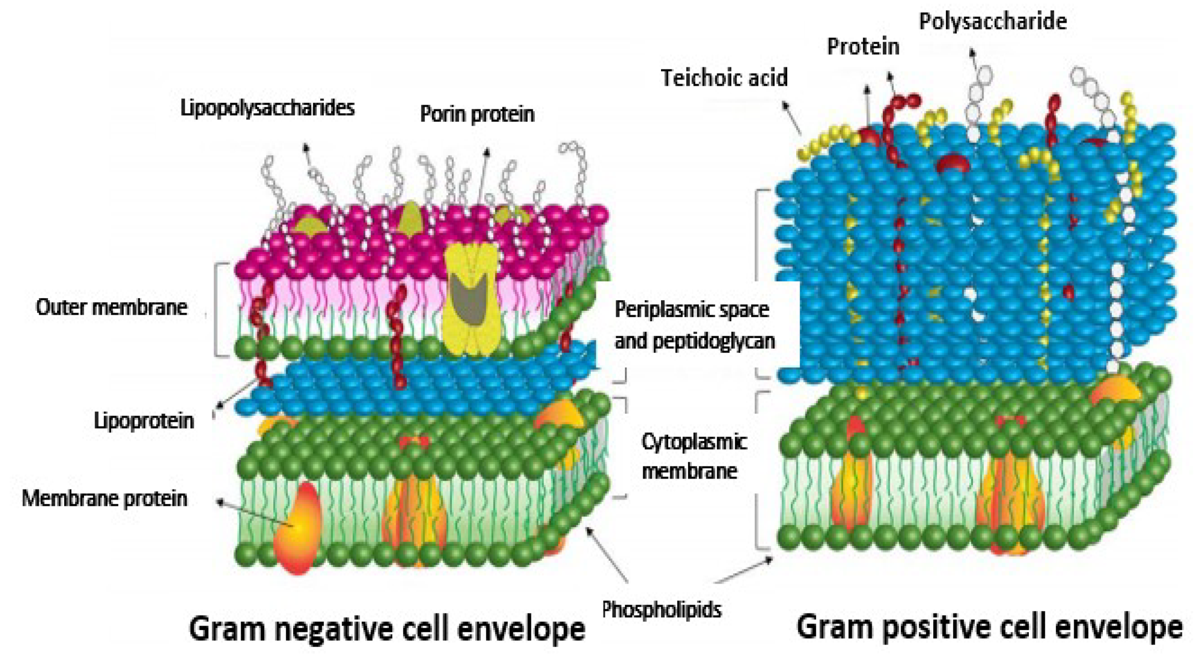 Molecules 24 02456 g006