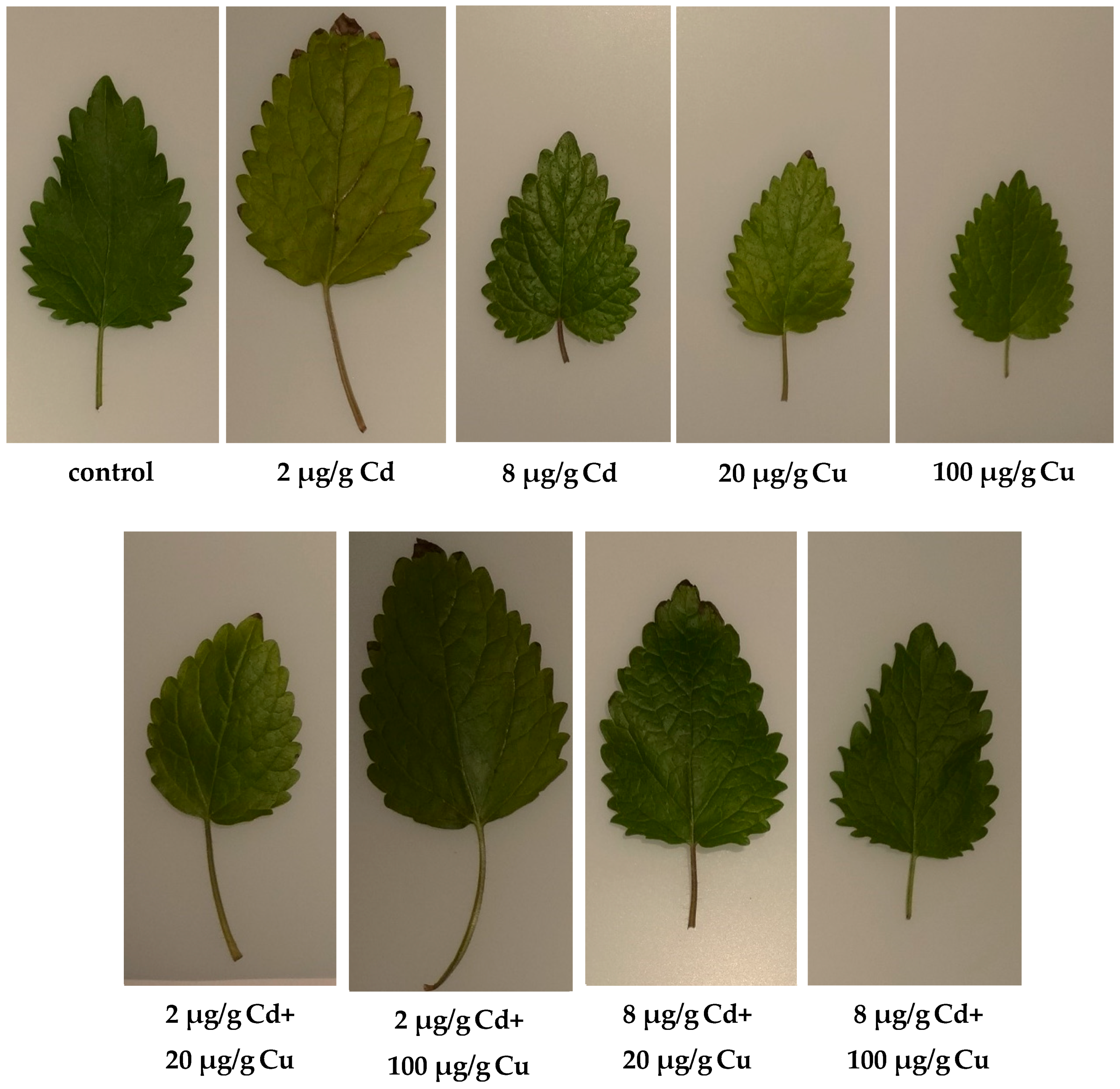 Molecules 24 02458 g003 Molecules 24 02458 g003