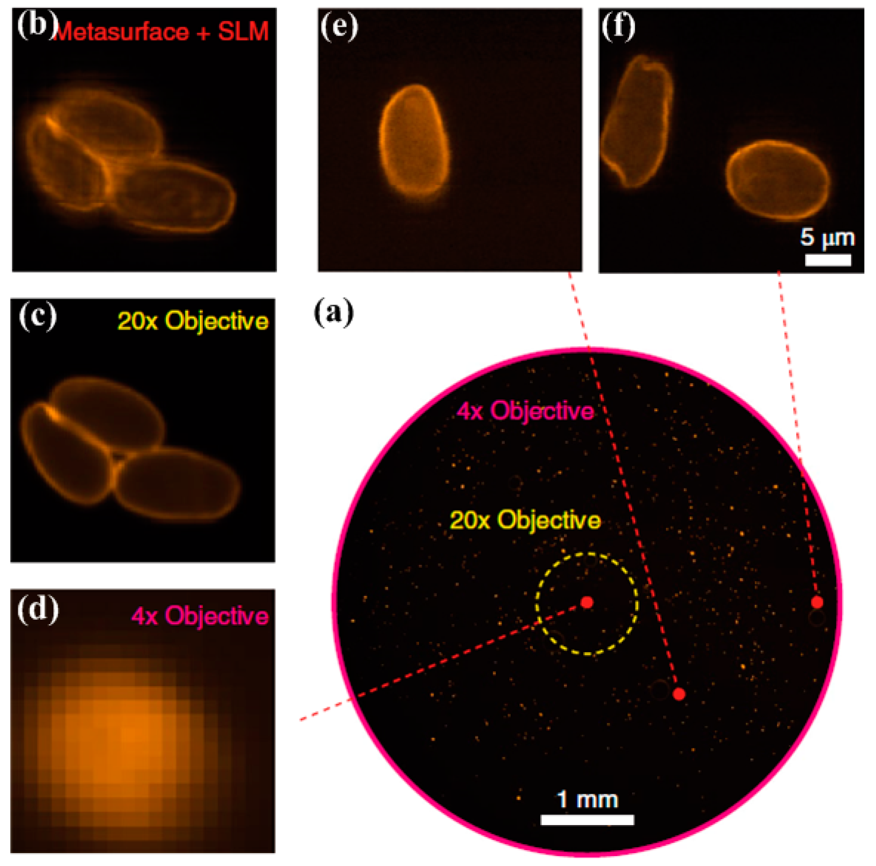 Molecules 24 02460 g009