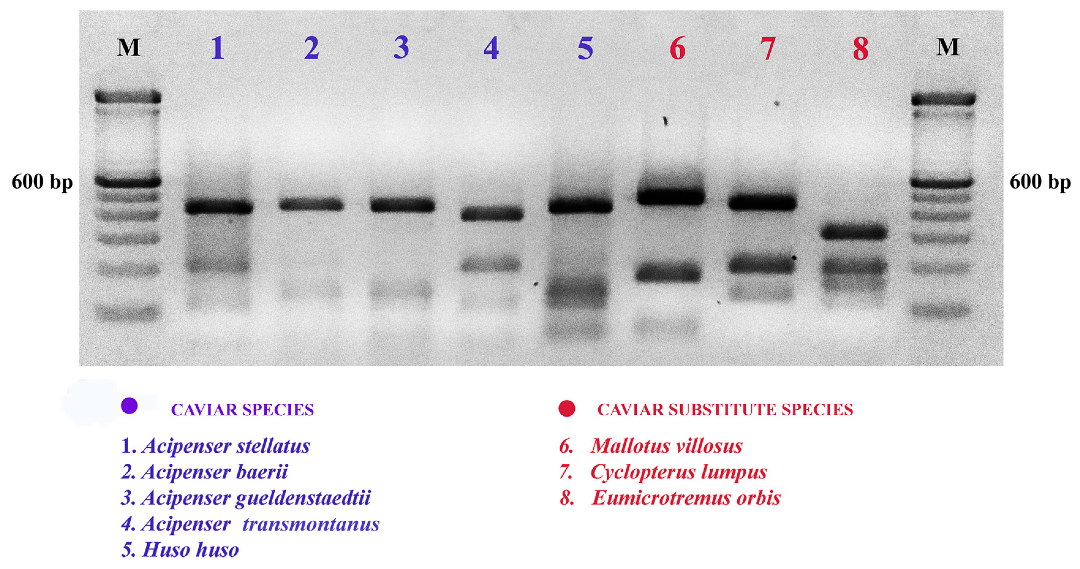 Molecules 24 02468 g002 Molecules 24 02468 g002