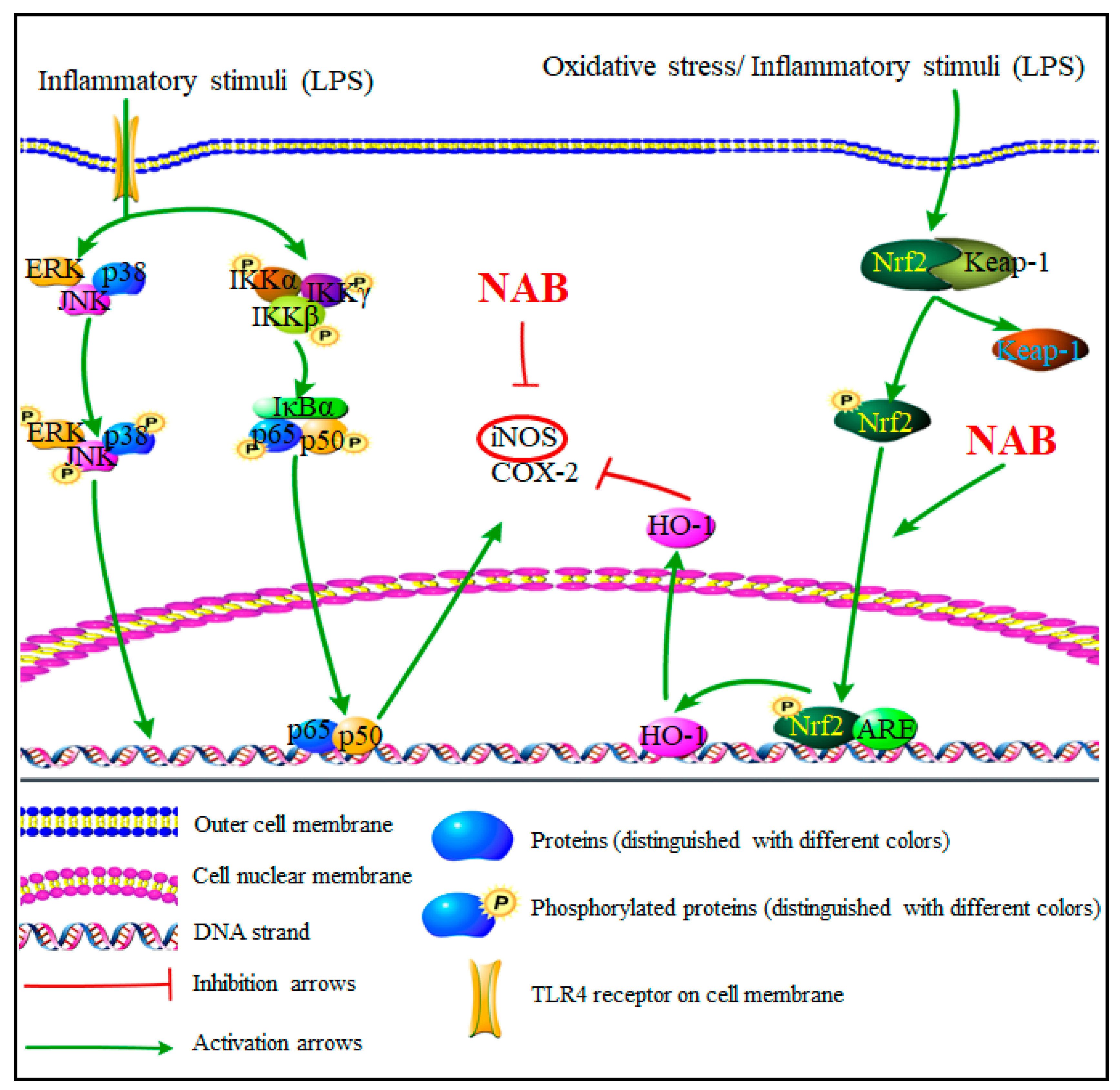 Molecules 24 02482 g008