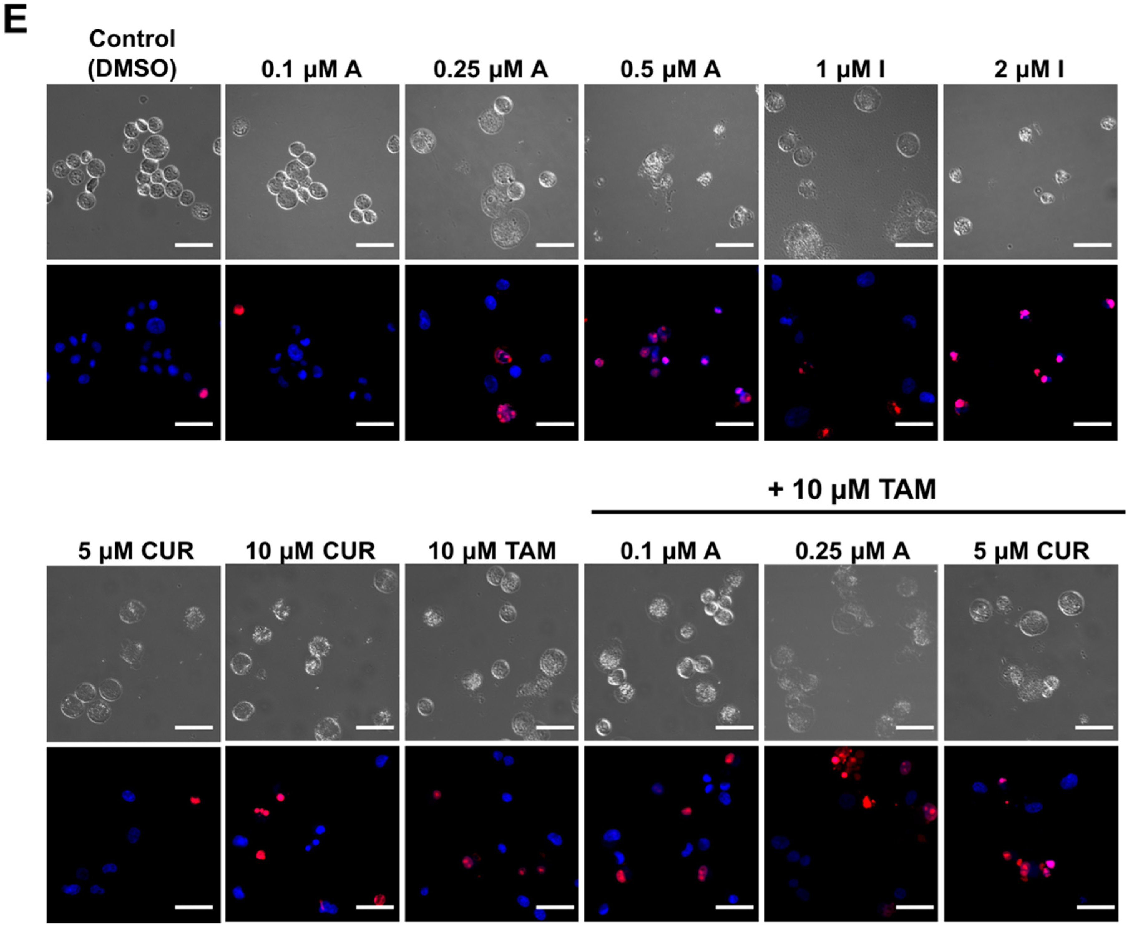 Molecules 24 02483 g004b