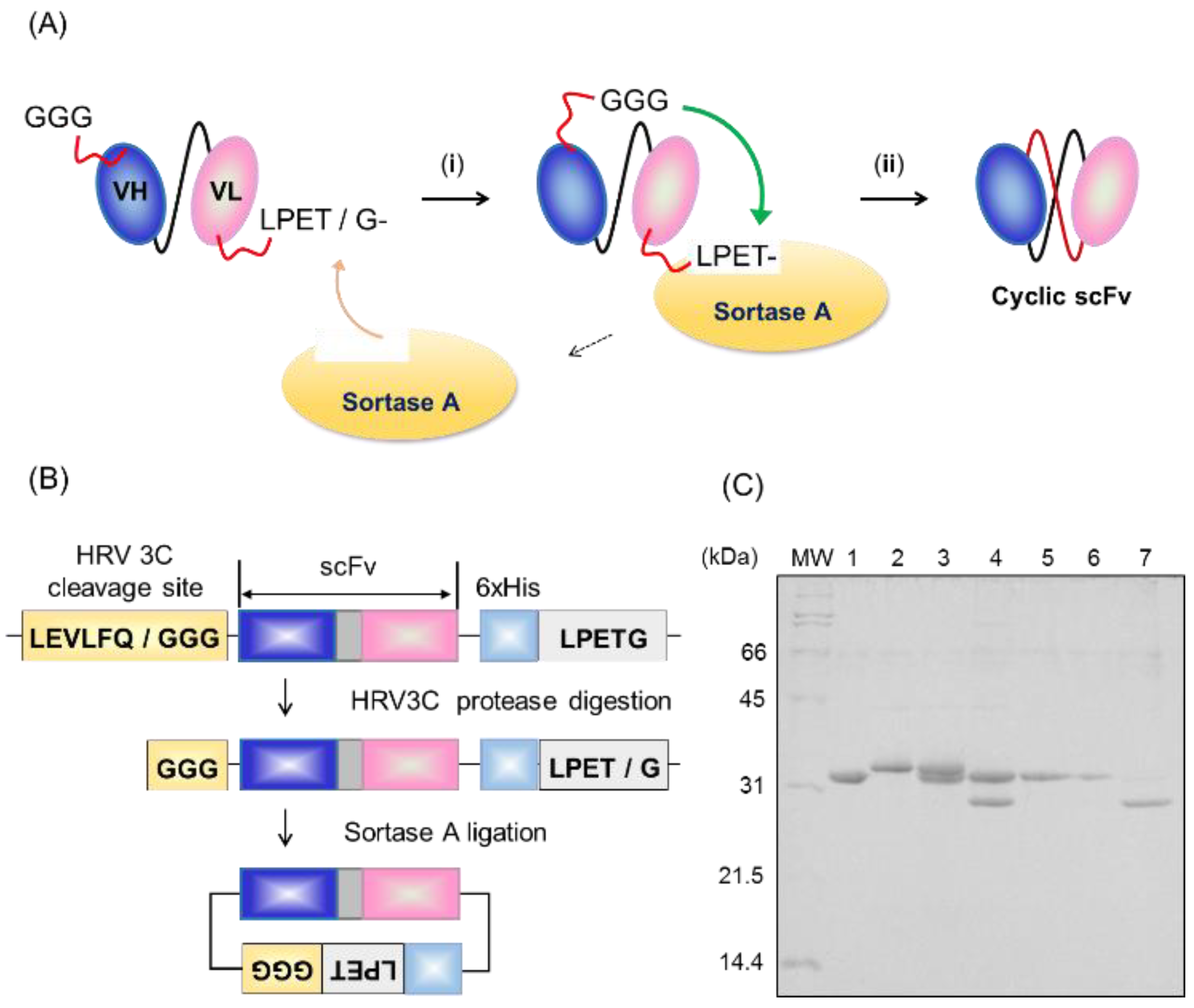 Molecules 24 02620 g002 Molecules 24 02620 g002