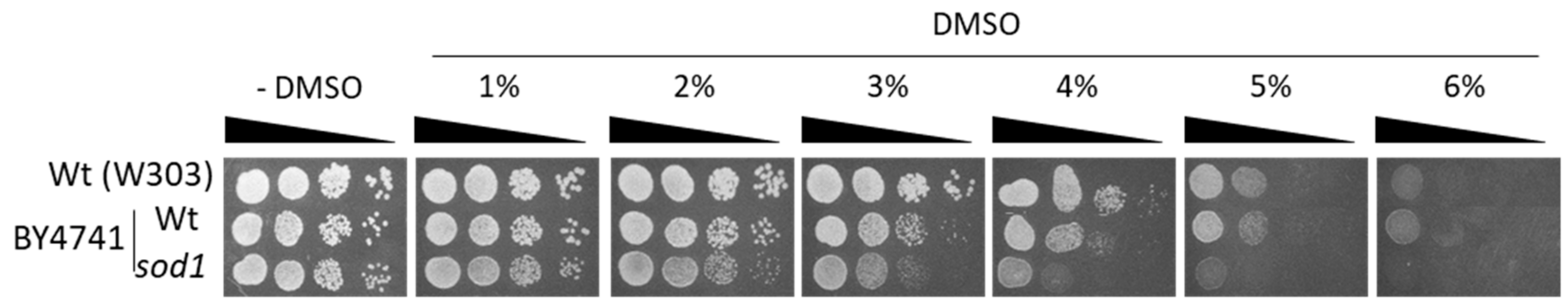 Molecules 24 02696 g002