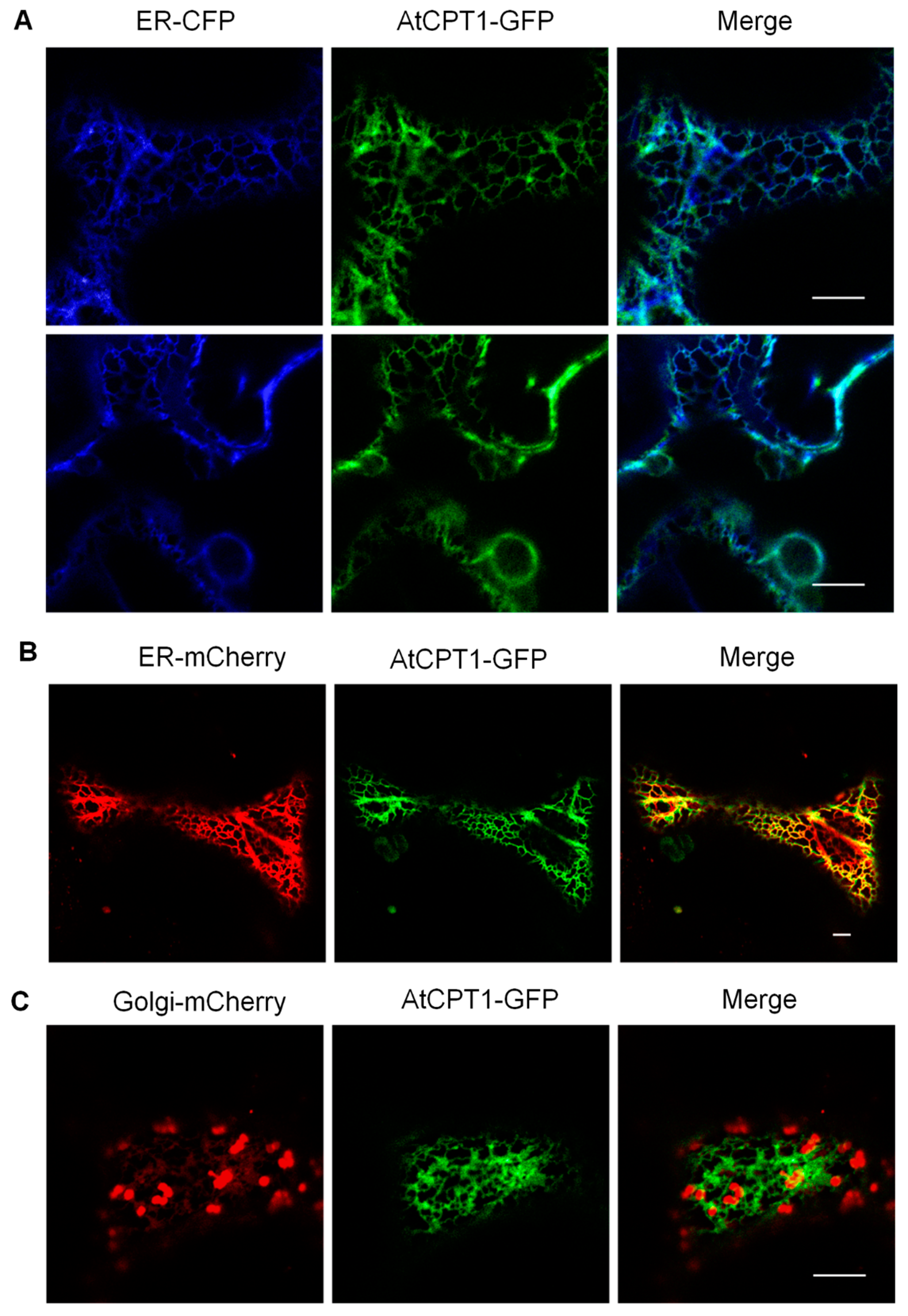 Molecules 24 02789 g004