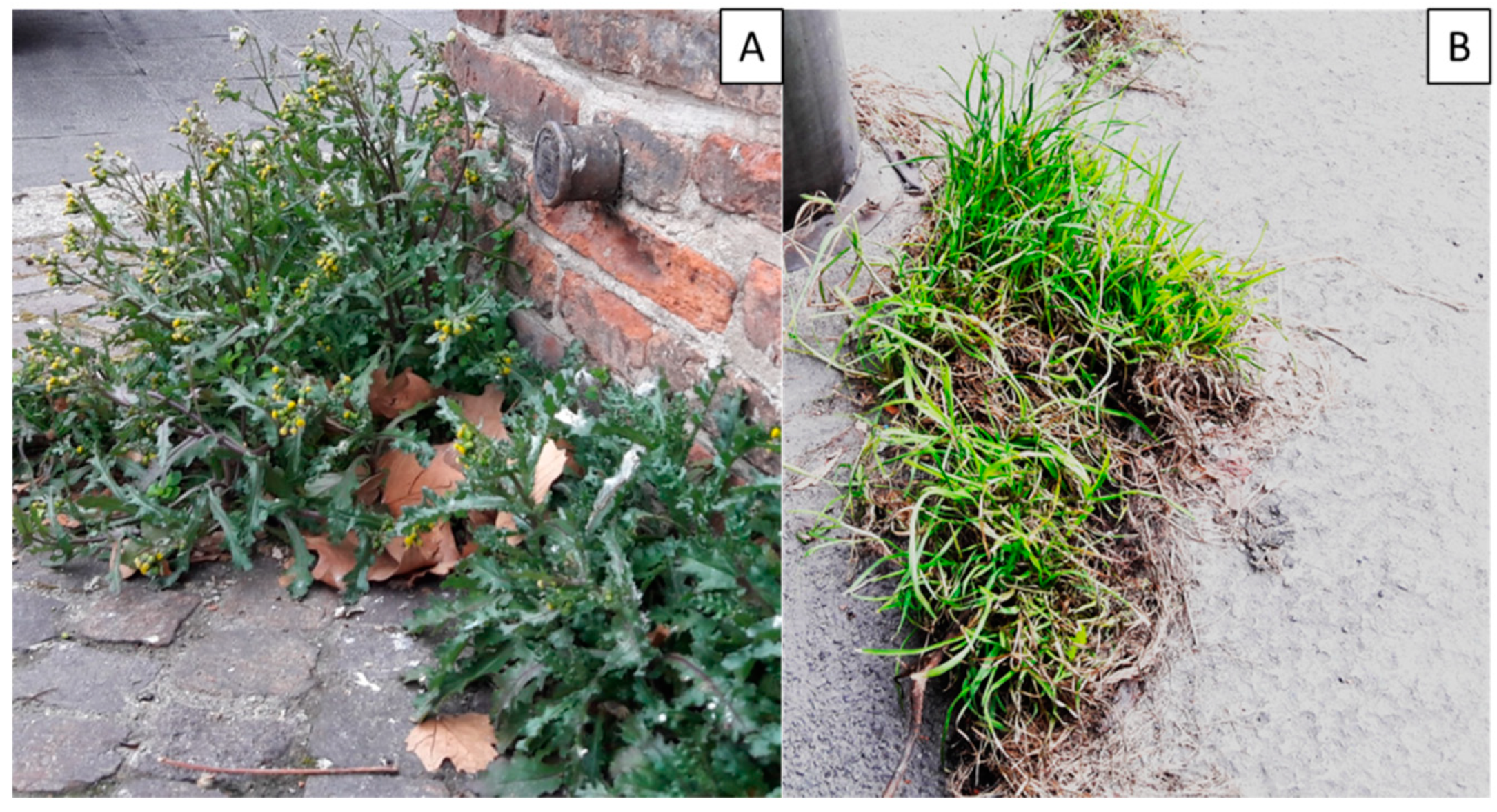 Molecules 24 02813 g005