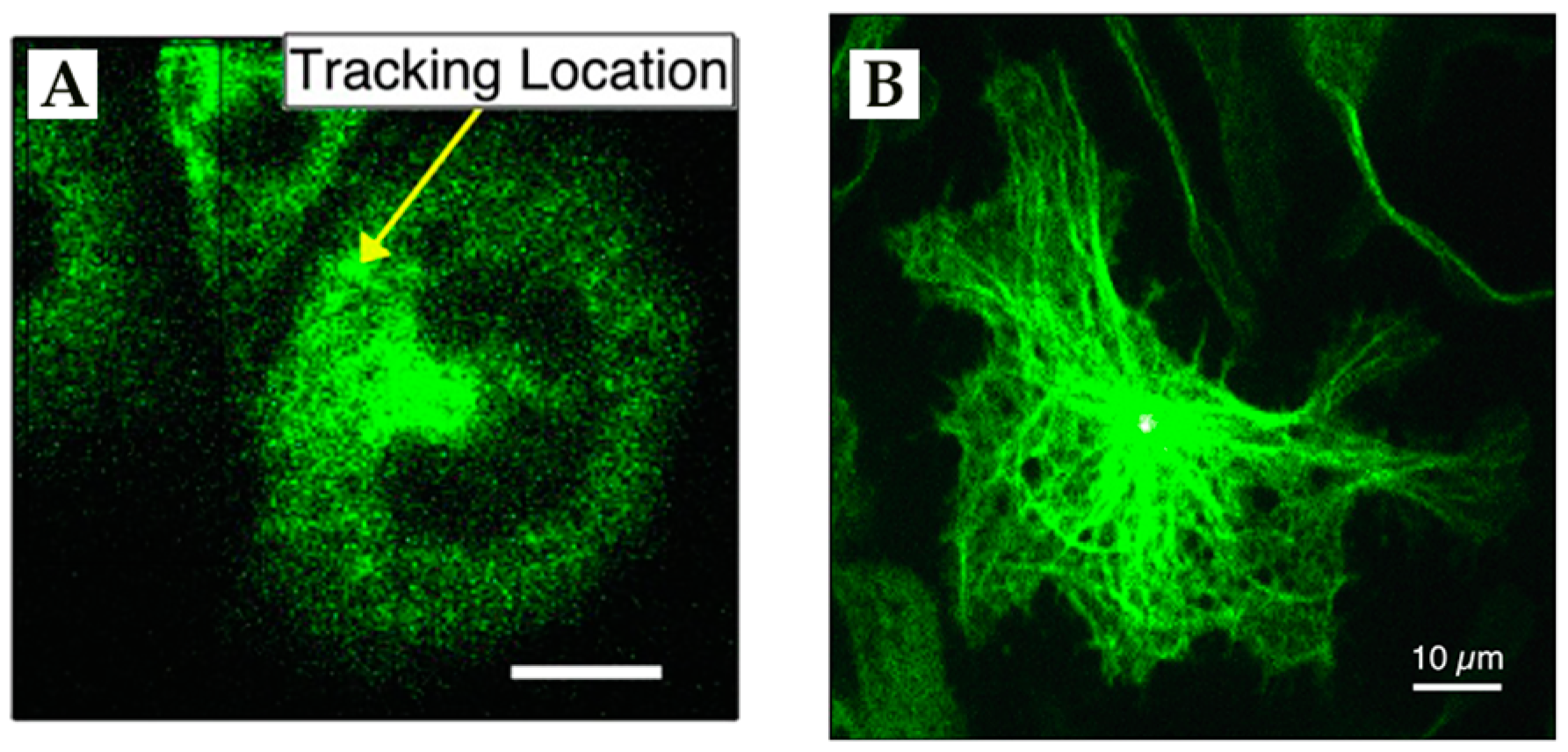 Molecules 24 02826 g014 Molecules 24 02826 g014