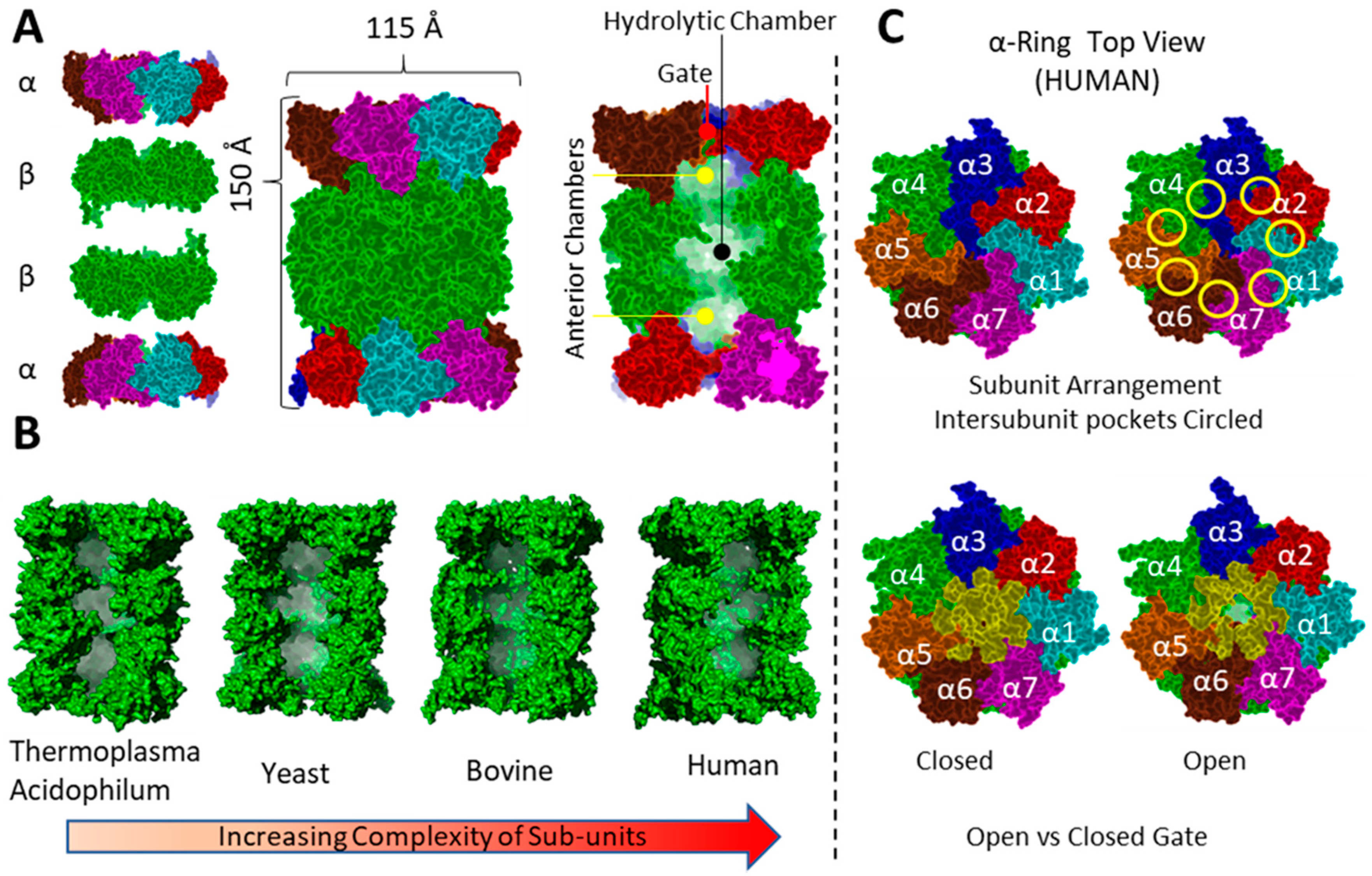 Molecules 24 02841 g004