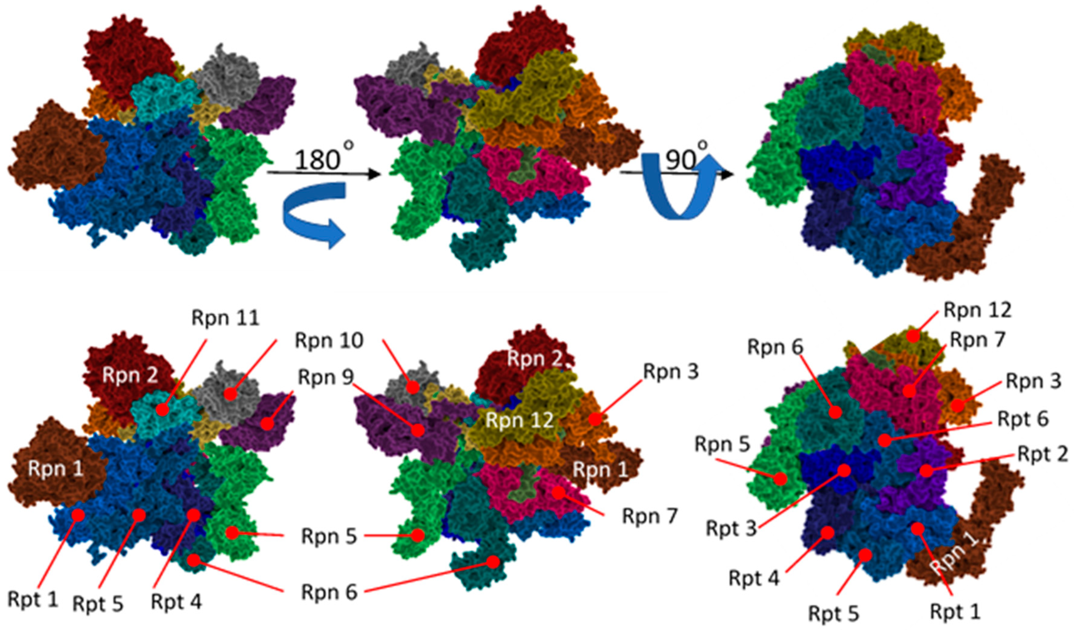Molecules 24 02841 g007