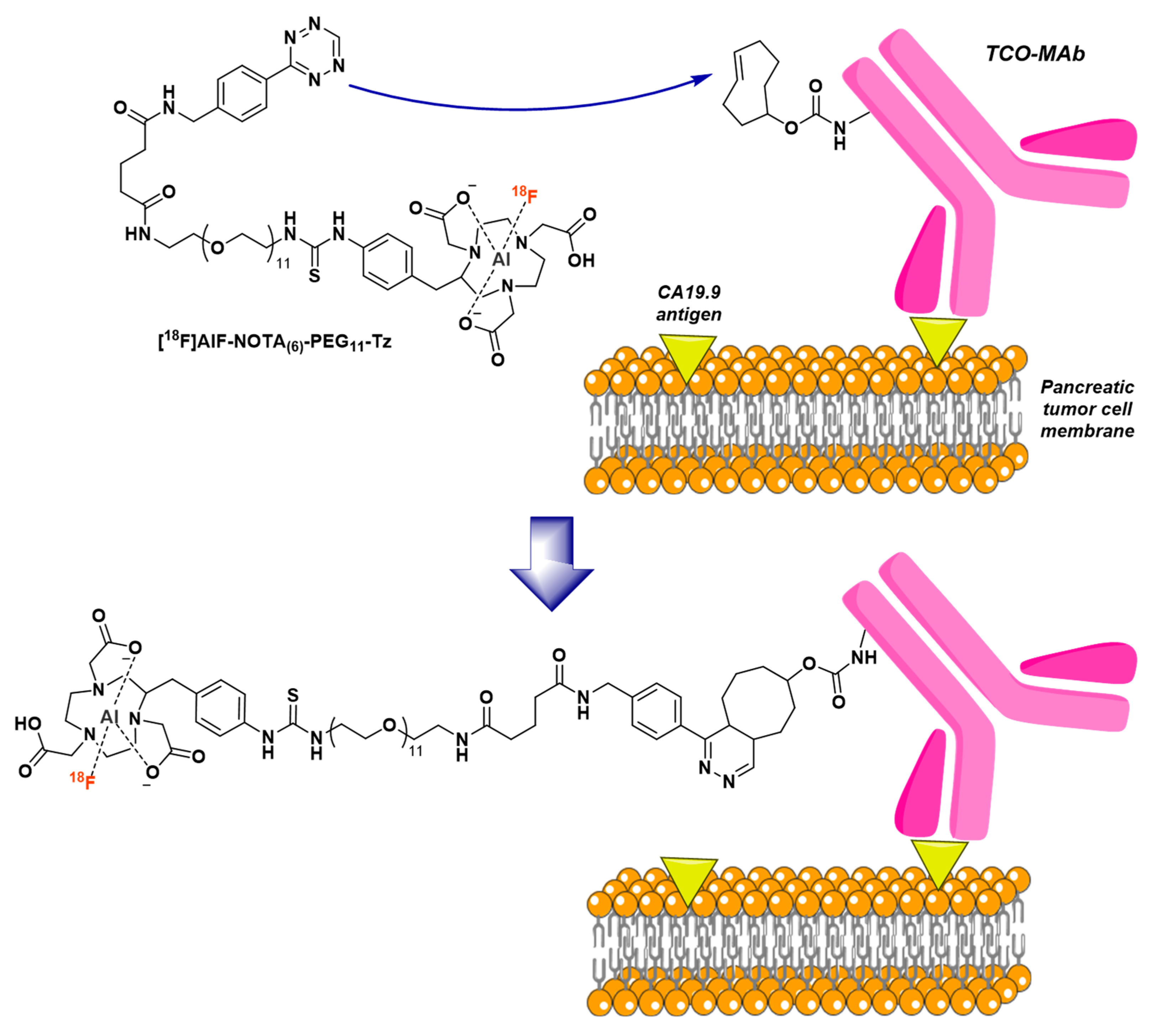 Molecules 24 02866 g017
