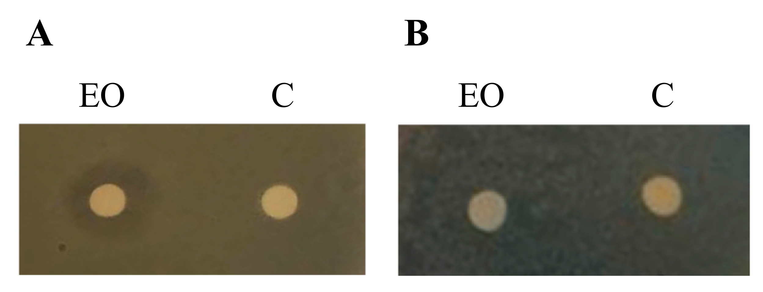Molecules 24 02871 g004