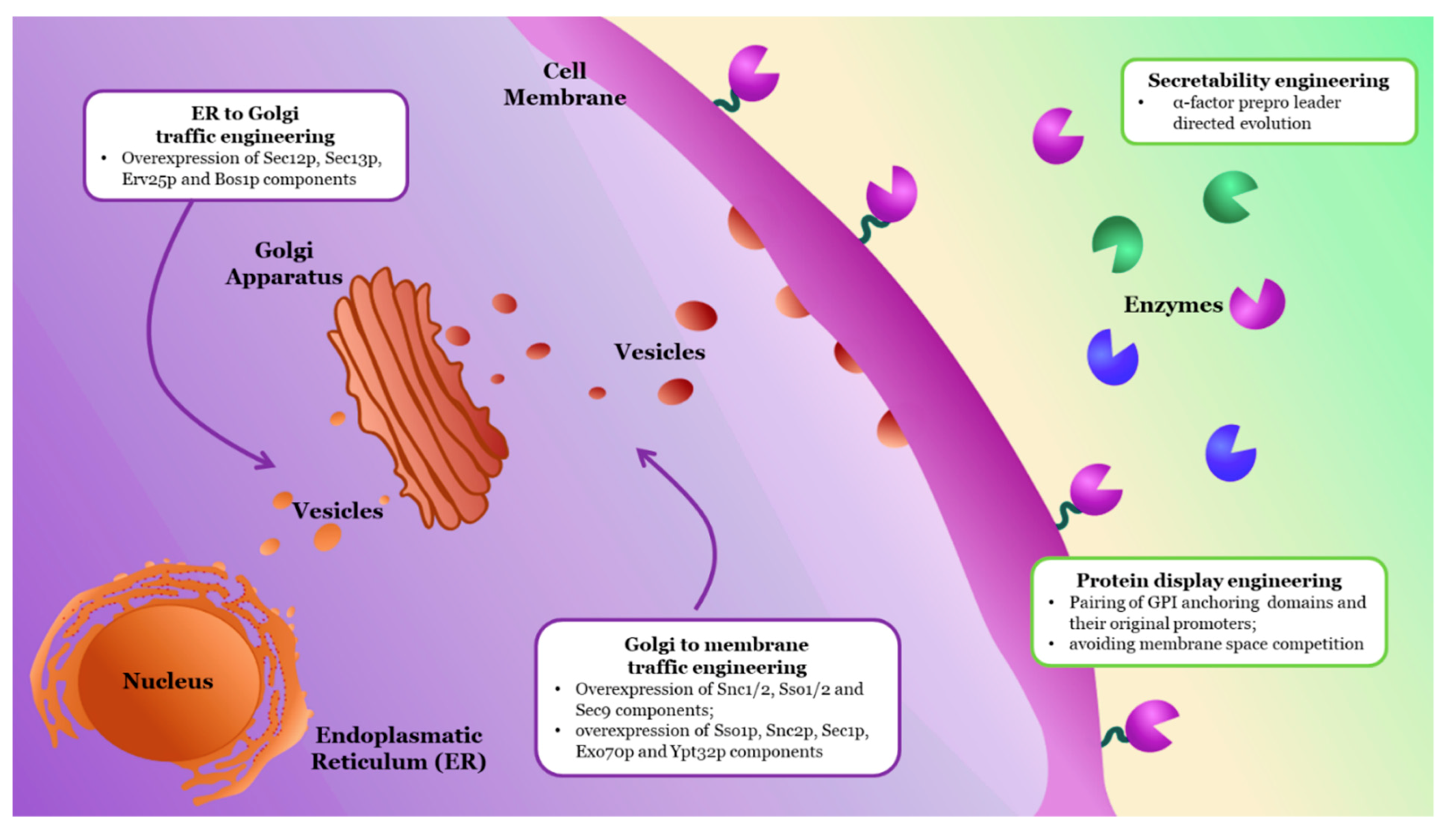 Molecules 24 02879 g003