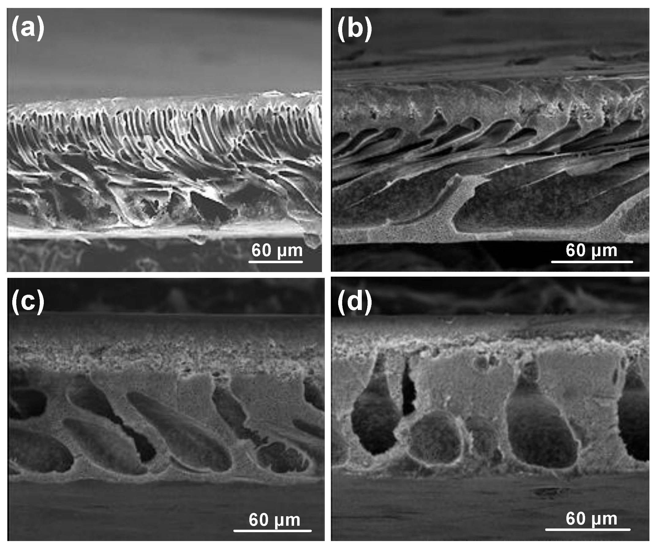 Molecules 24 02924 g005