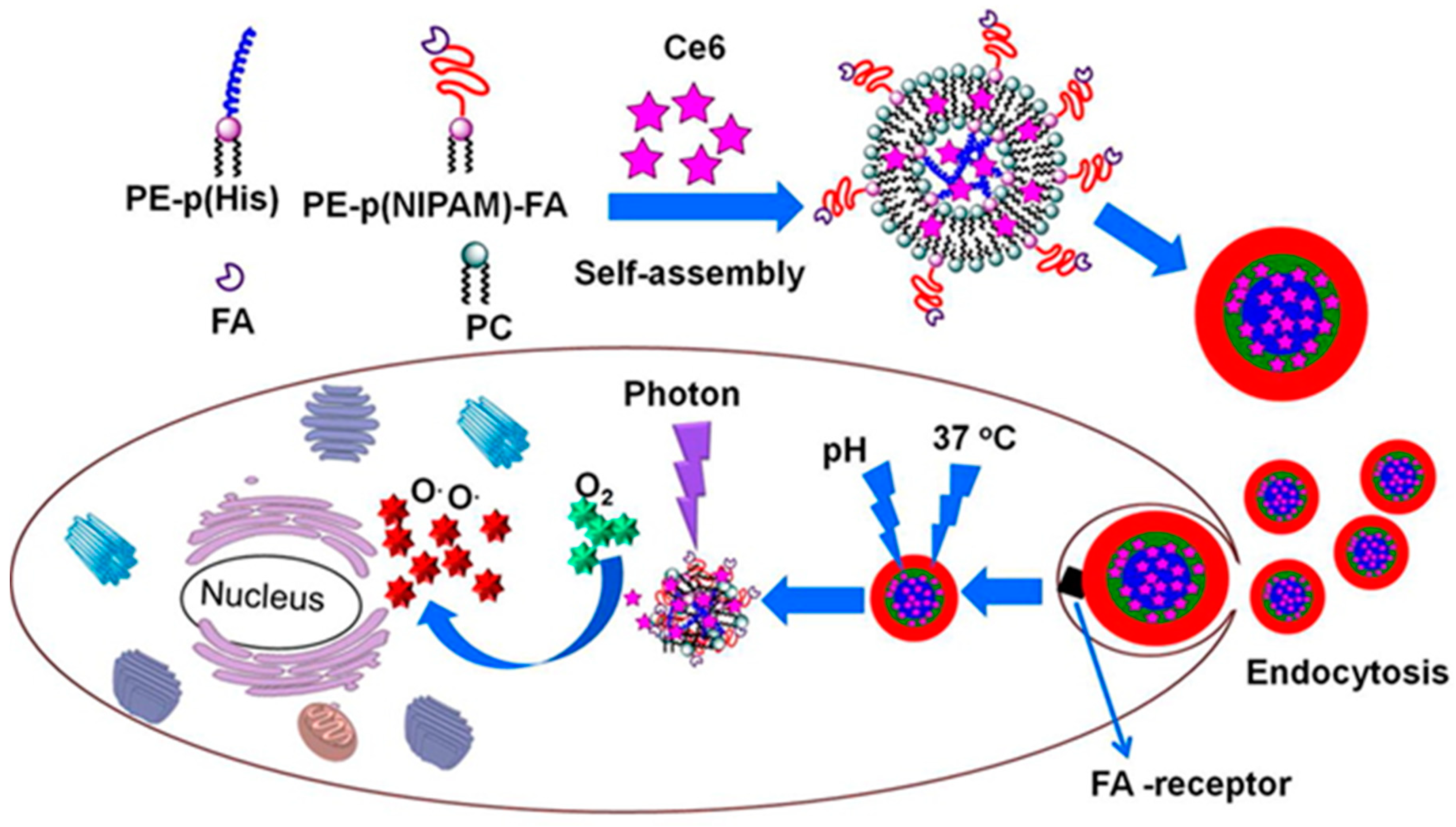 Molecules 24 02961 g005